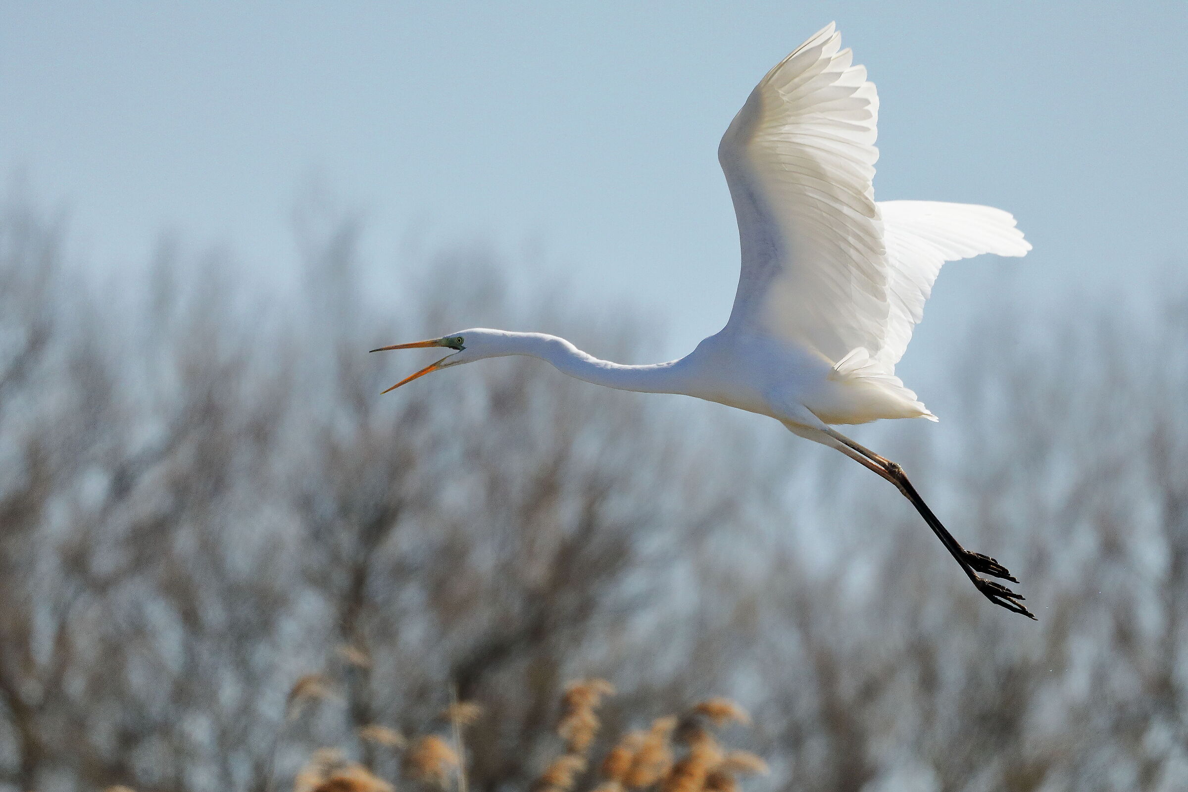 White heron