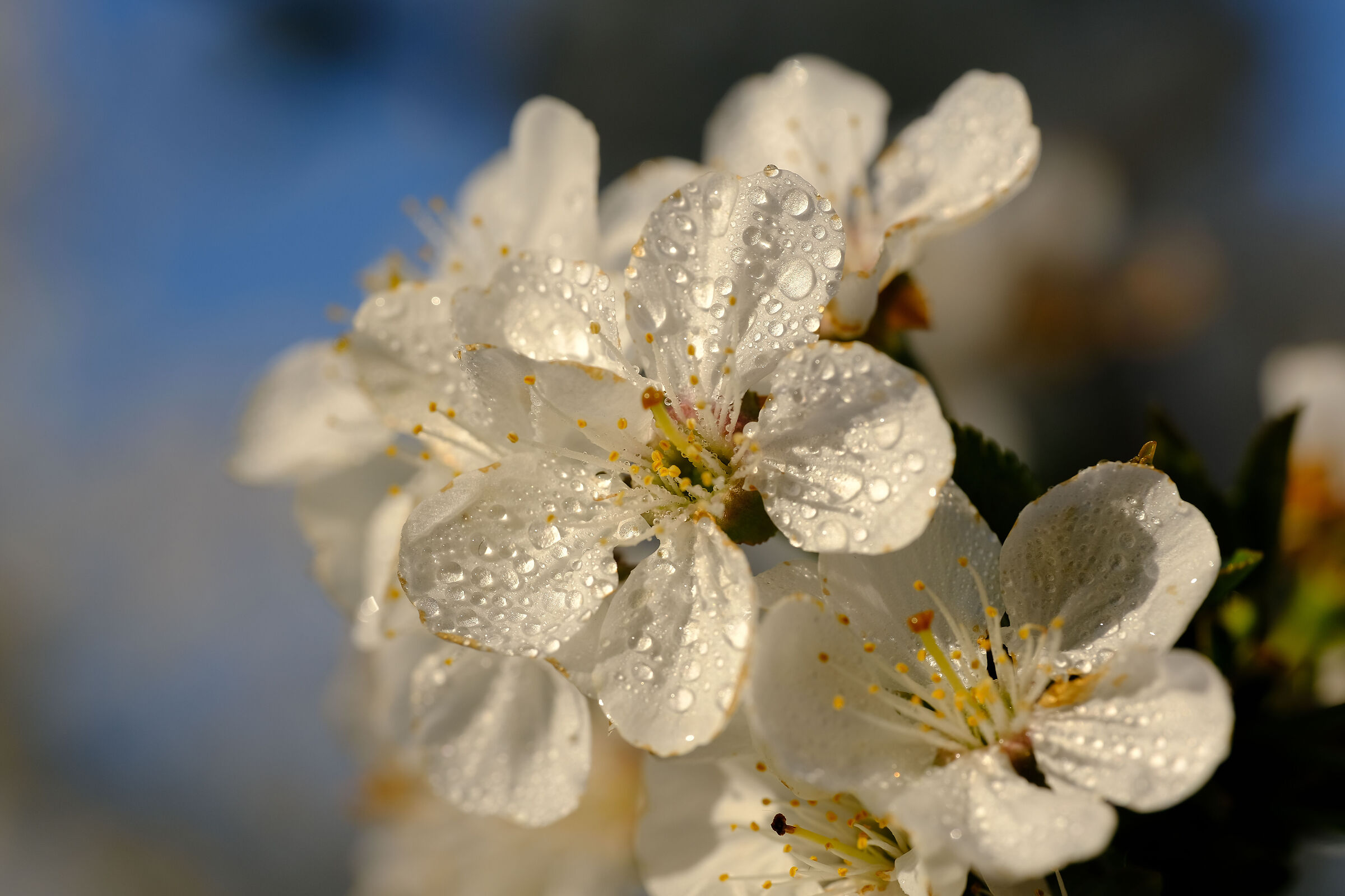 First shots with the Laowa 65mm macro