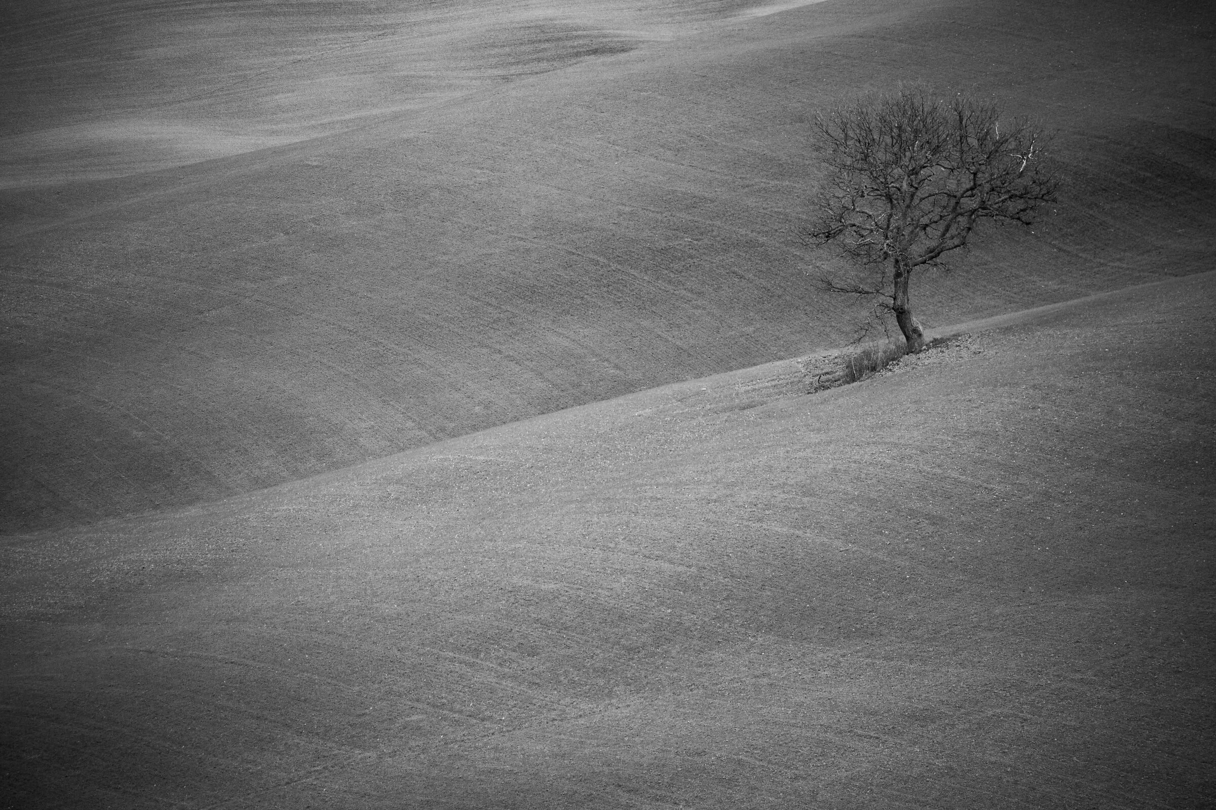 Trees VI