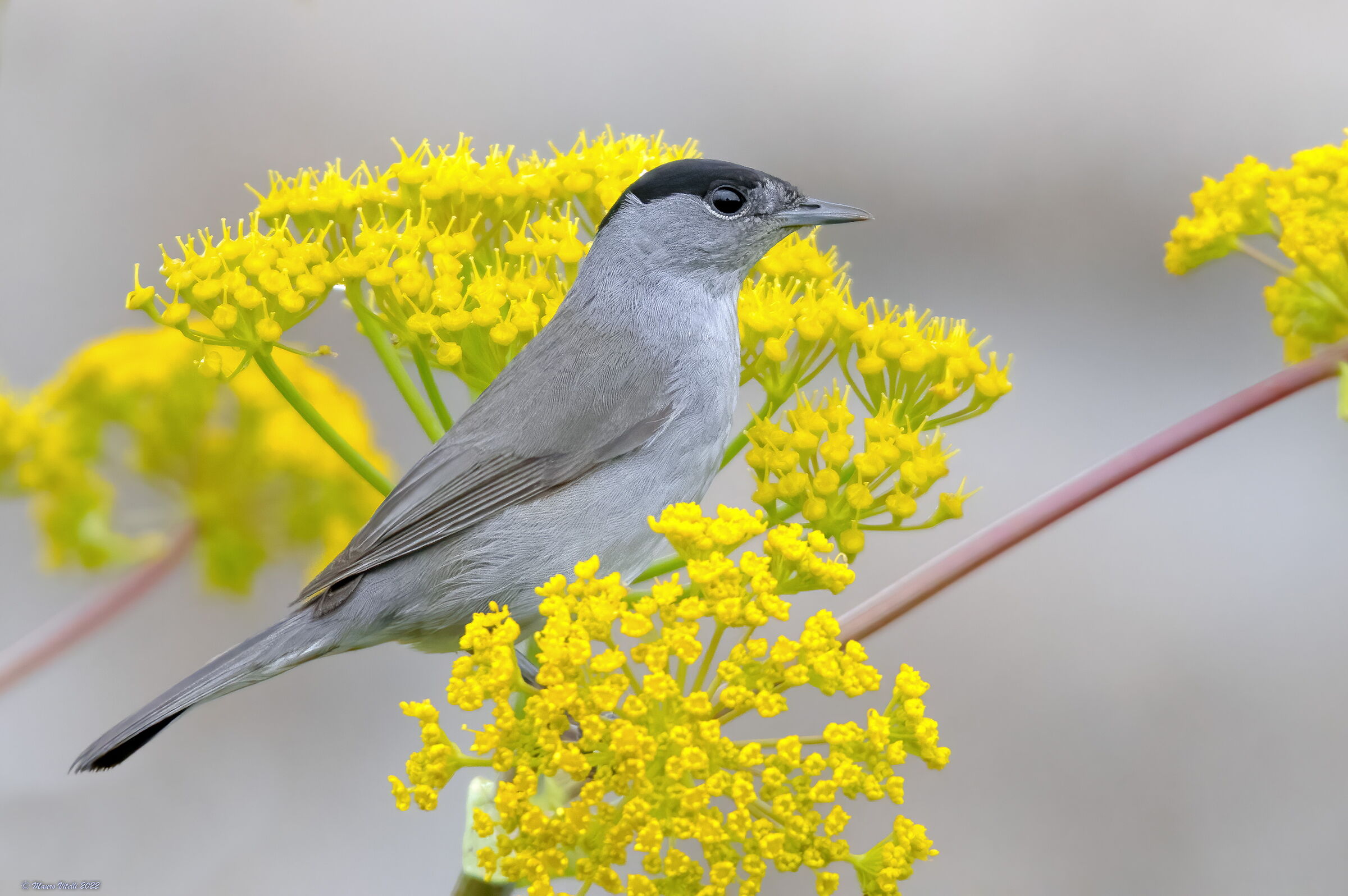 Blackcap (Sylvia atricapilla)