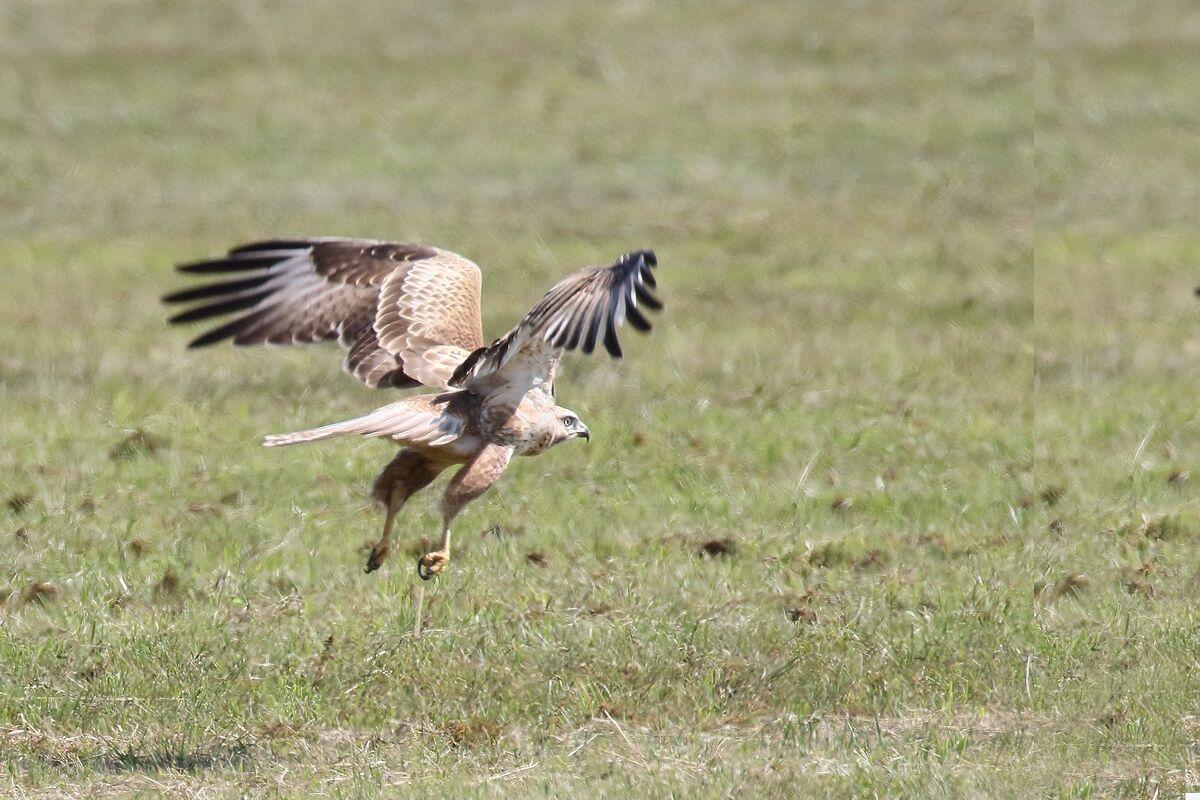 White-tailed buzzard