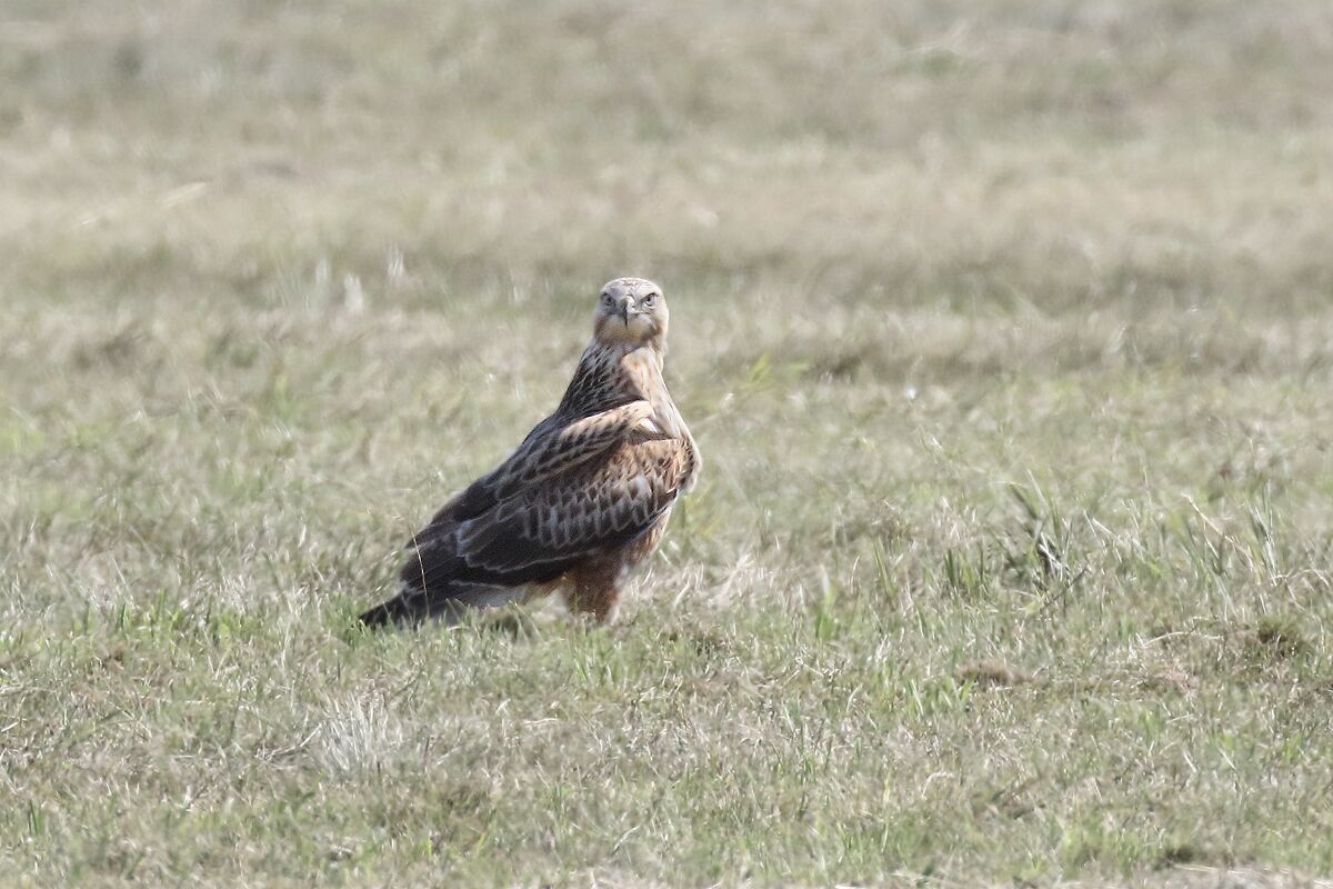 White-tailed buzzard