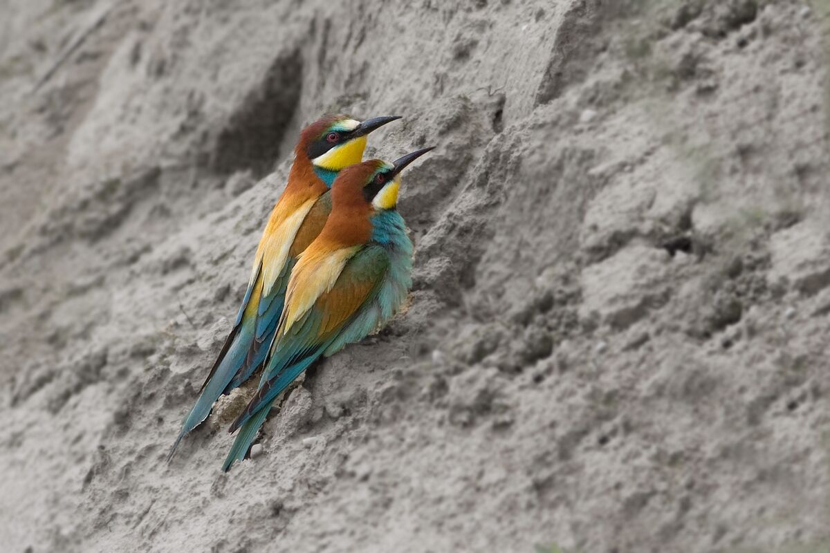 pair of Bee-eaters
