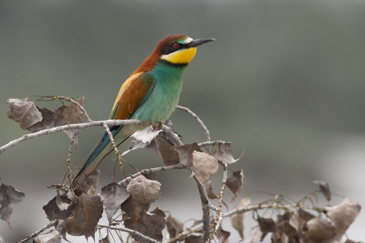 Bee-eater