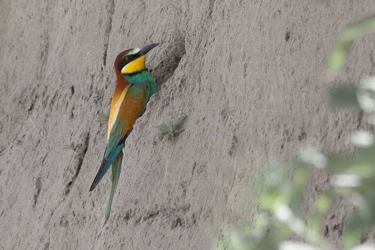Bee-eater at the nest
