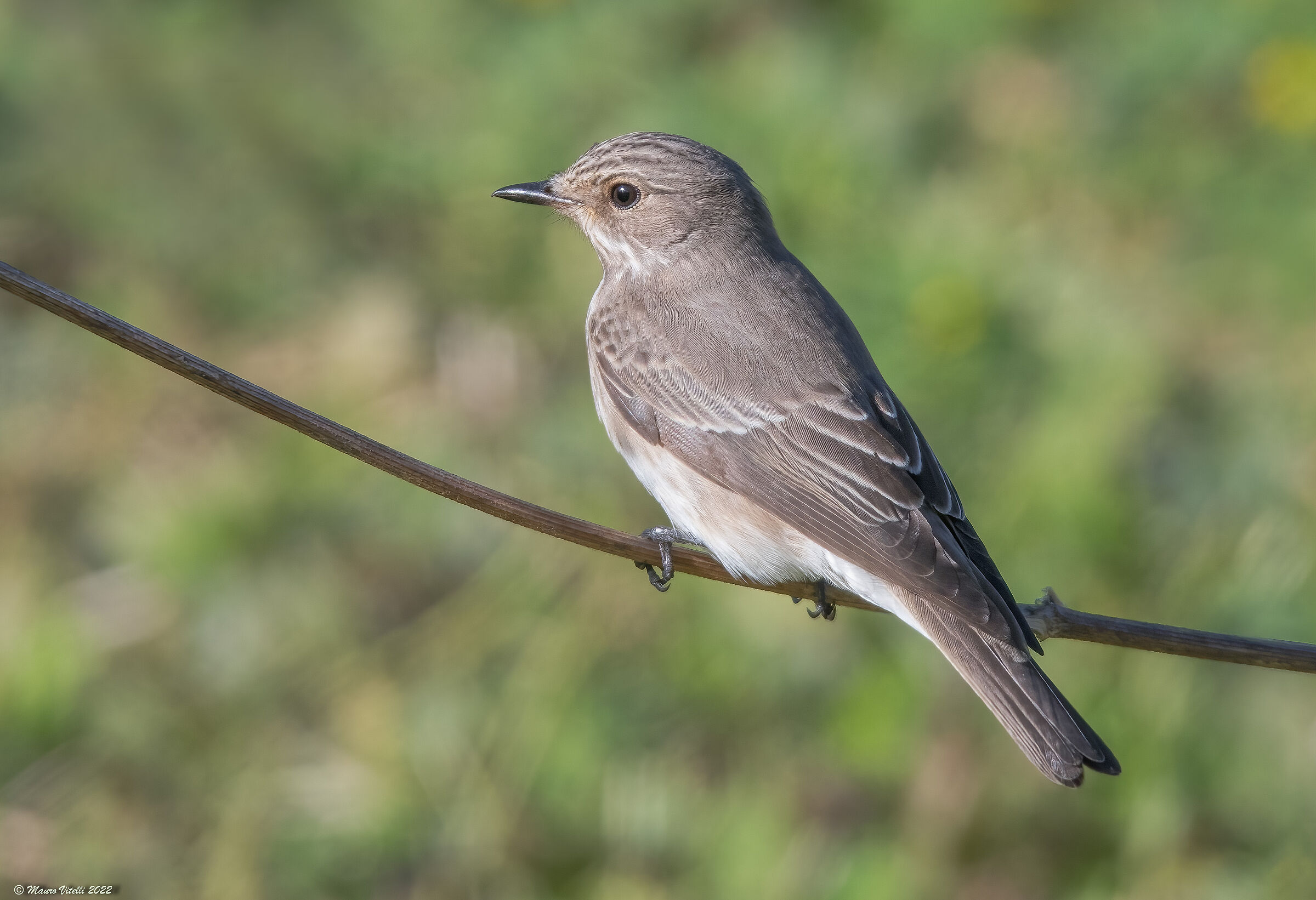 Flycatcher (Muscicapa striata)