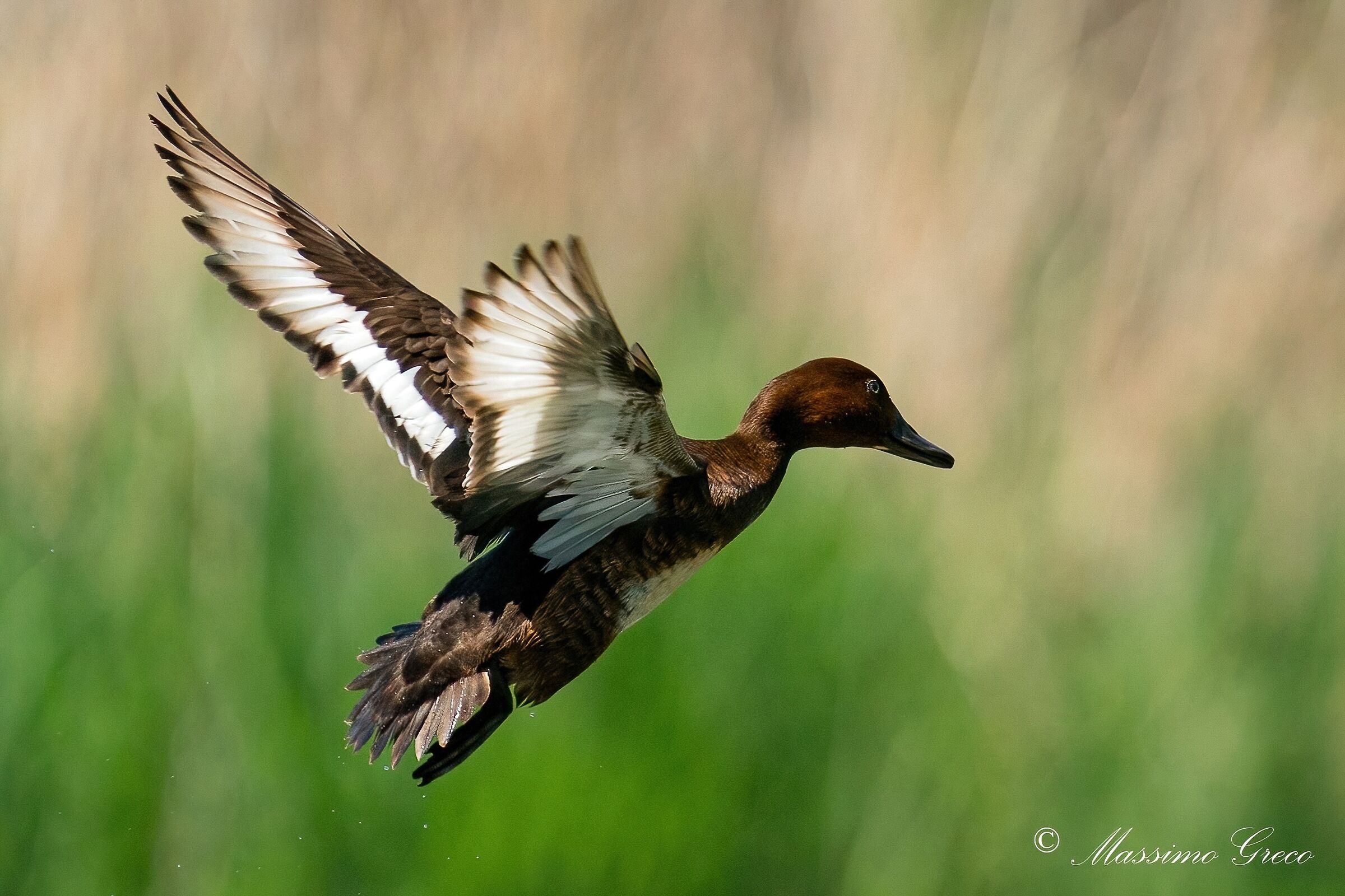 Moretta tabaccata (Aythya nyroca)