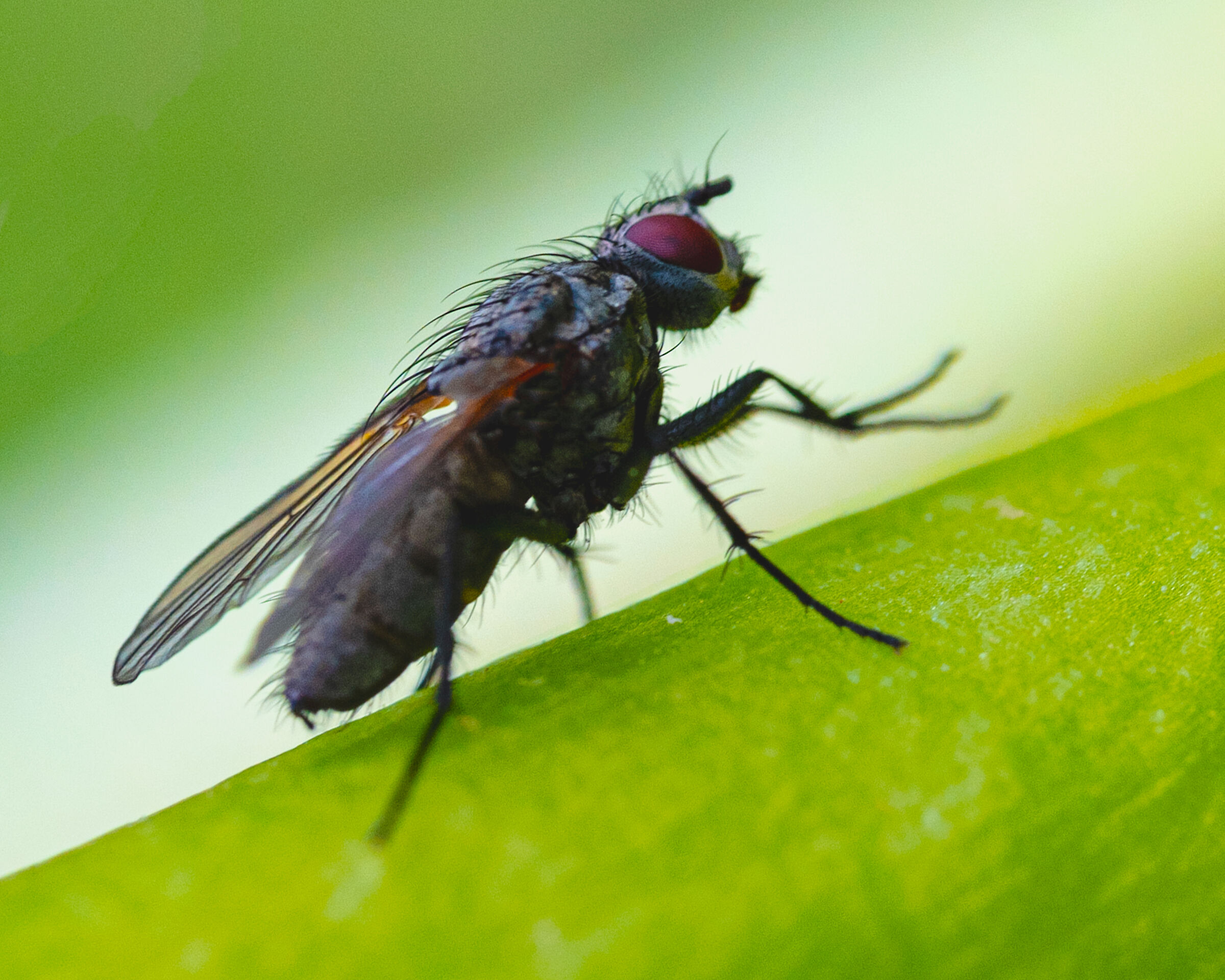 Fly