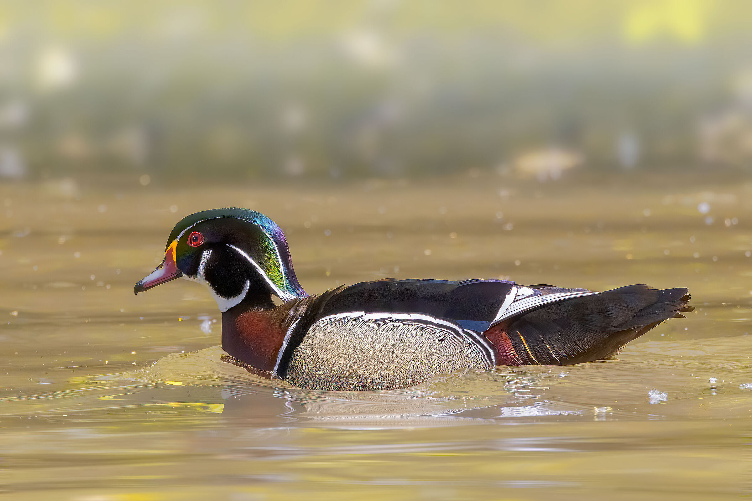 Anatra sposa (Aix sponsa)