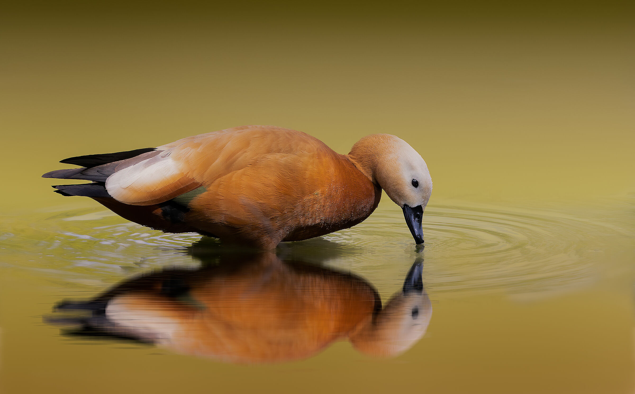 Casarca femmina (Tadorna ferruginea)