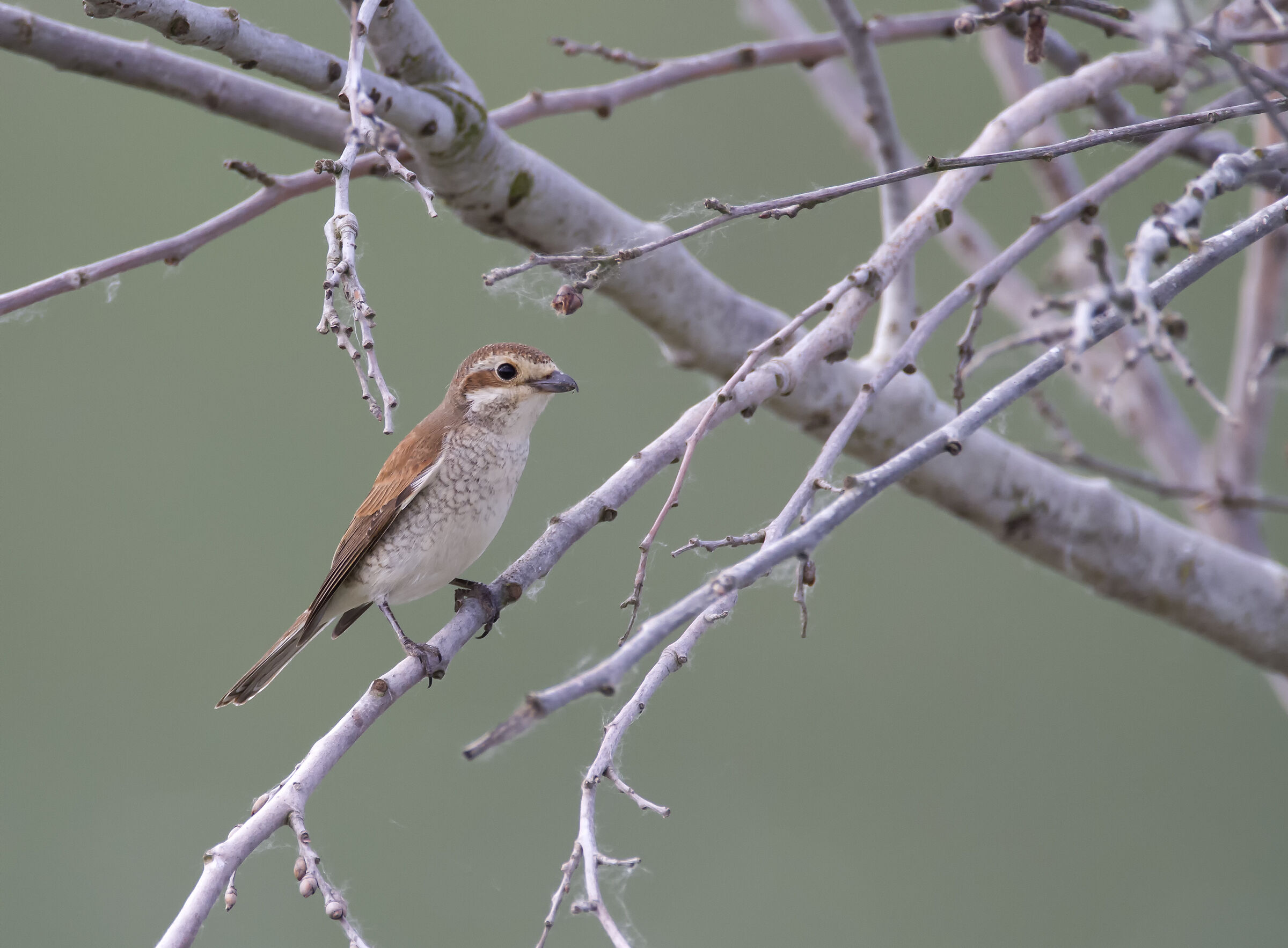 red-backed shrike