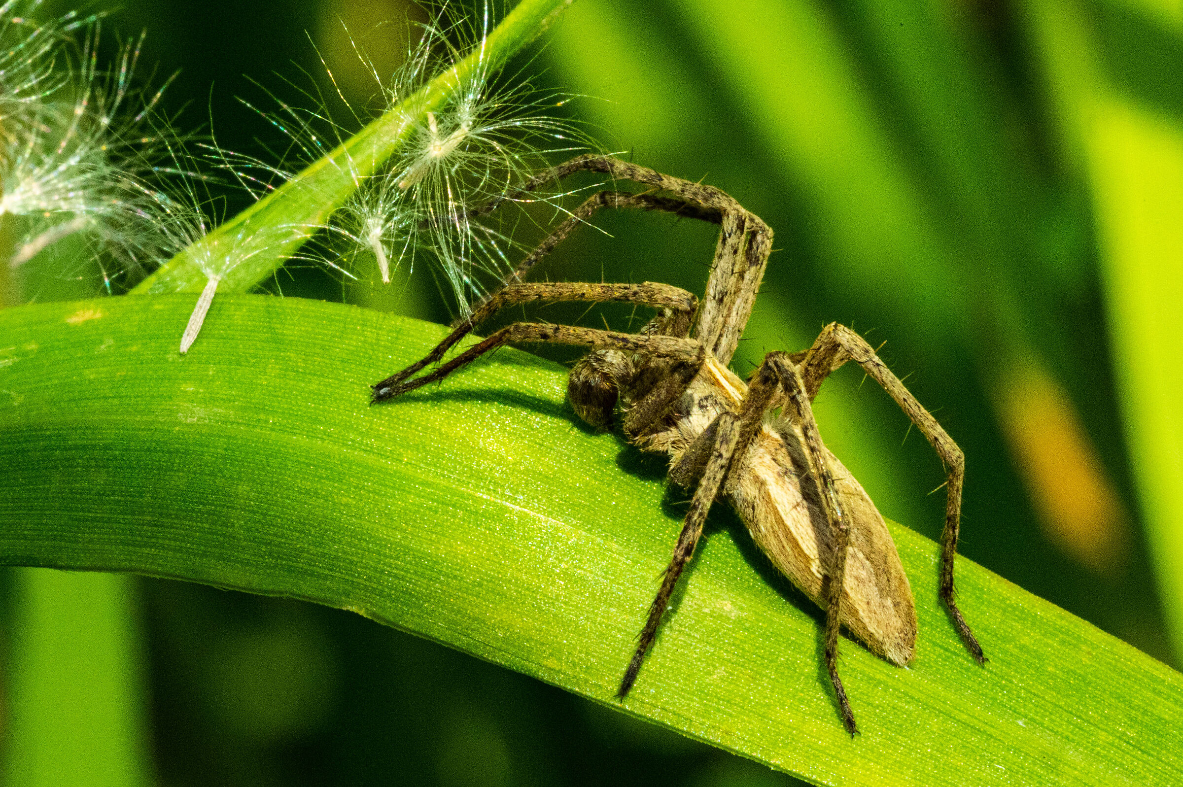 Ambush of a spider