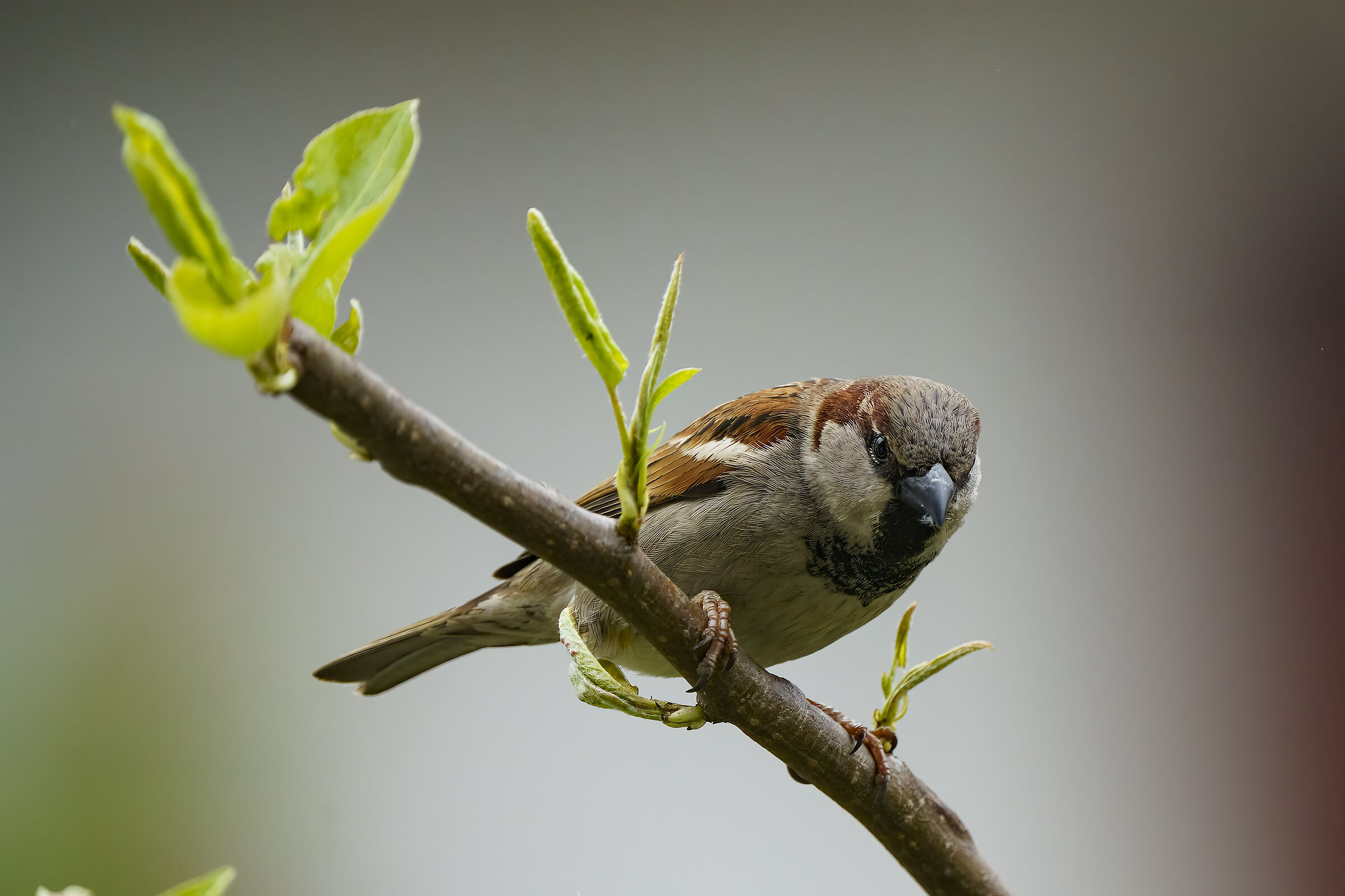 Common sparrow