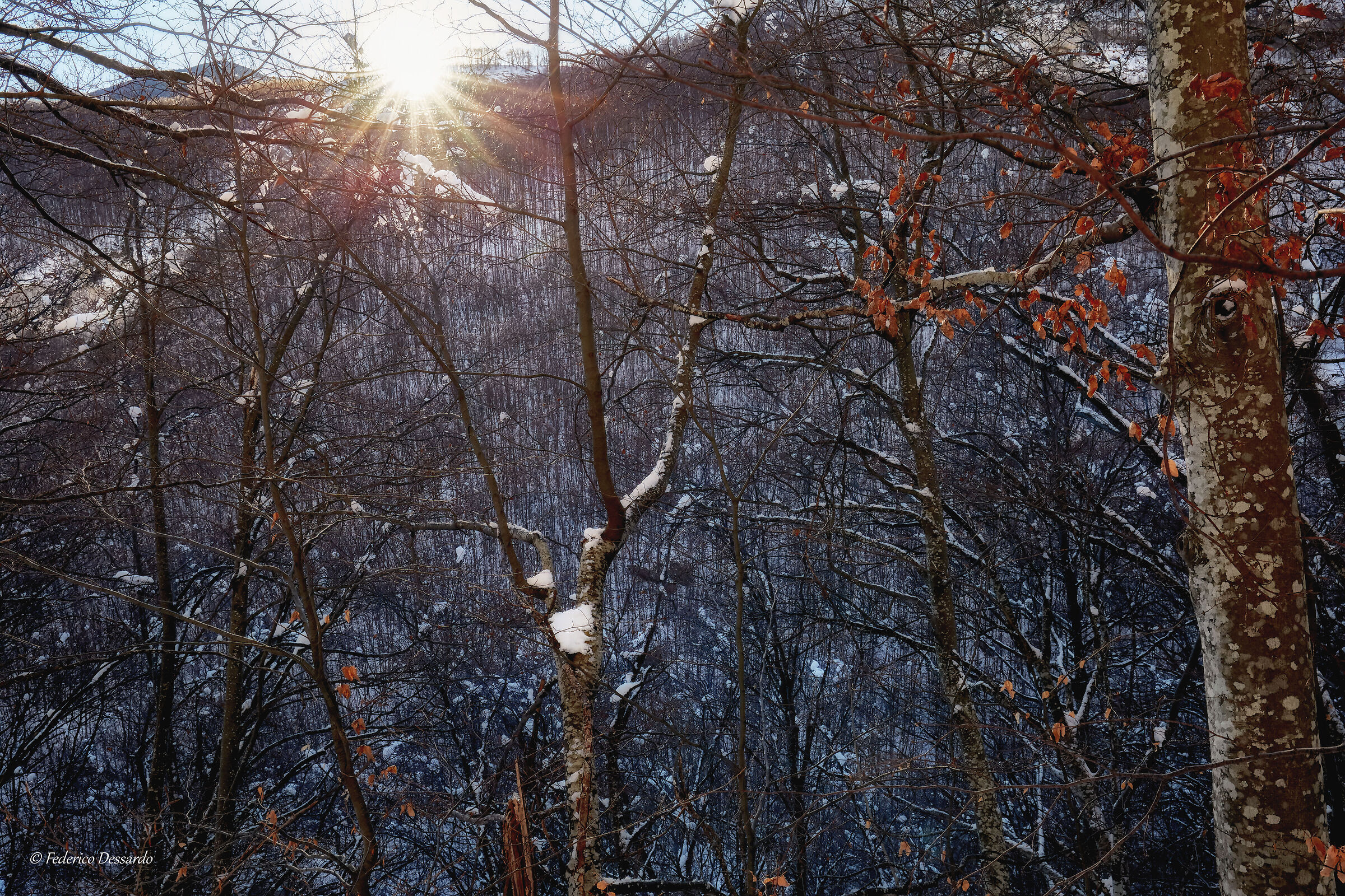 L'inverno nei boschi