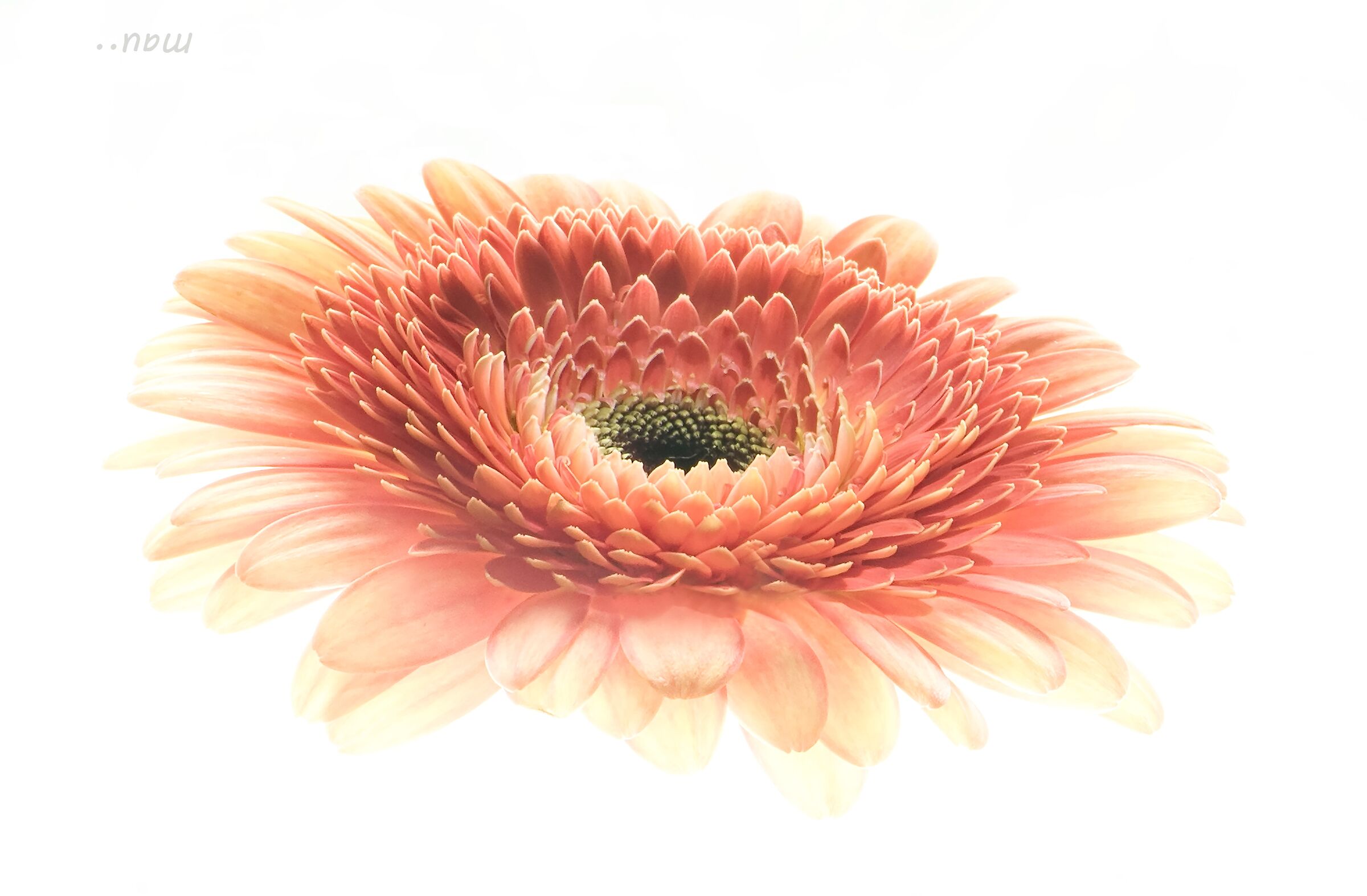 Gerbera