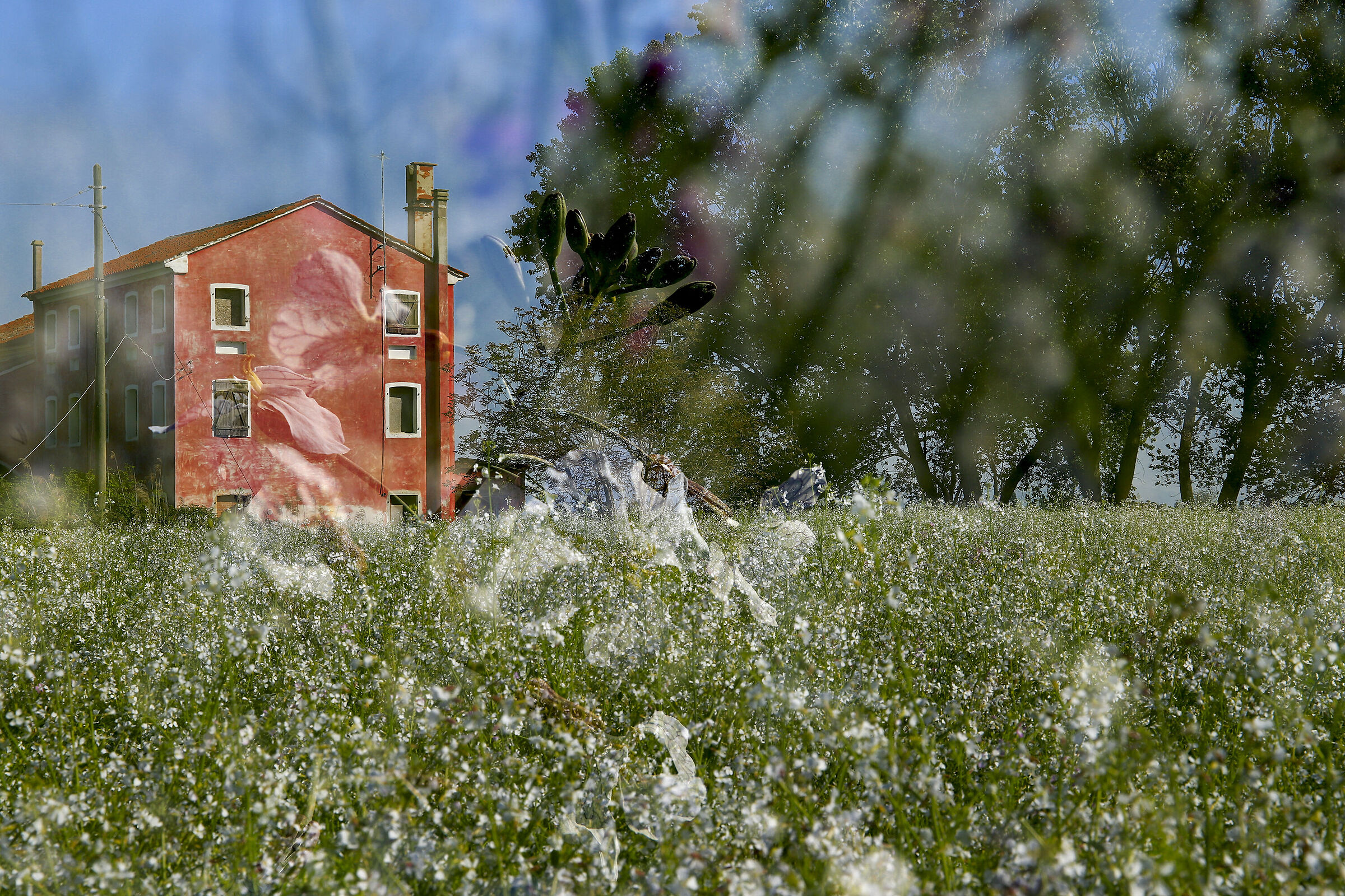 White mustard in Double exposure.