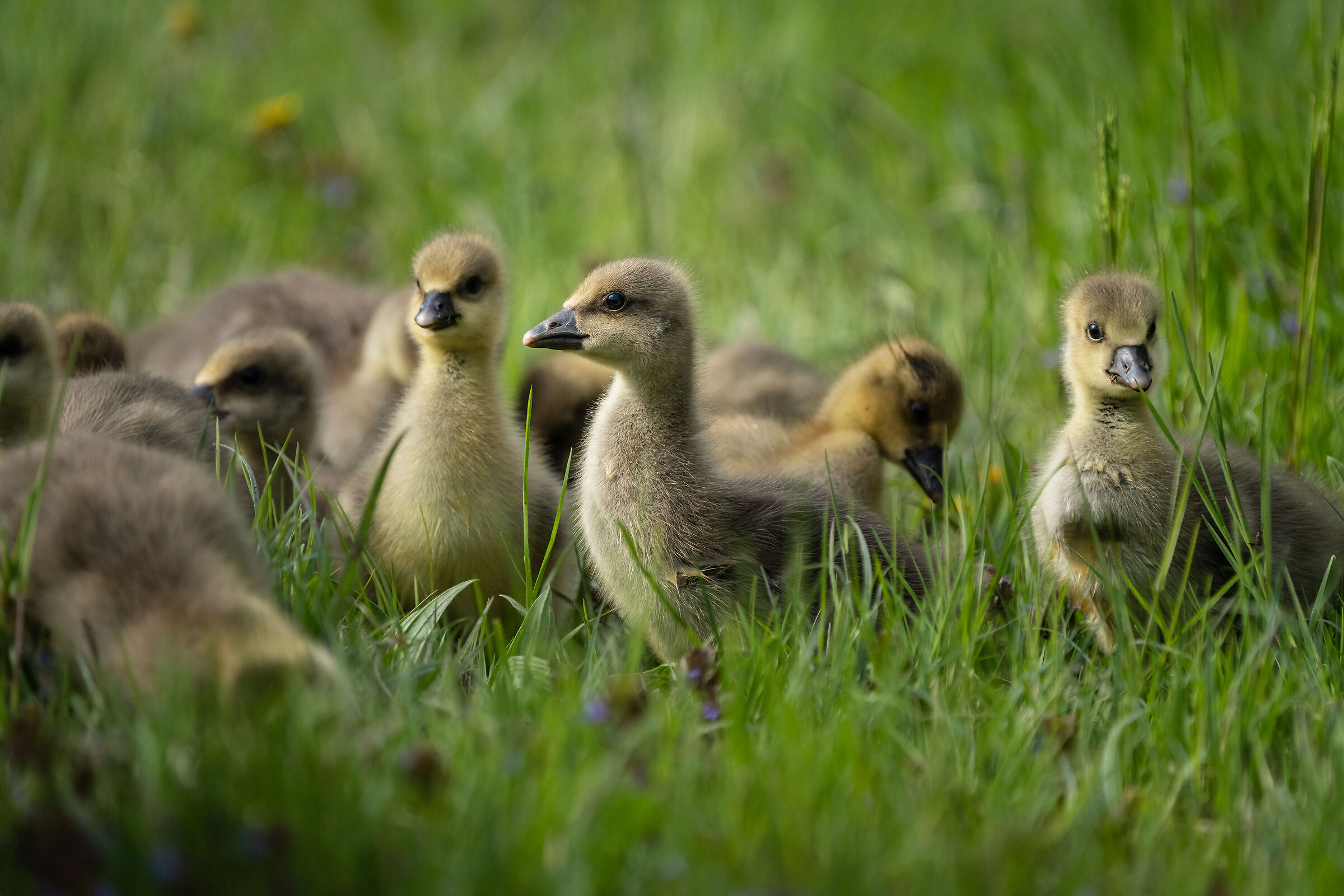 Cuccioli di anatra selvatica (Lago Pudro)