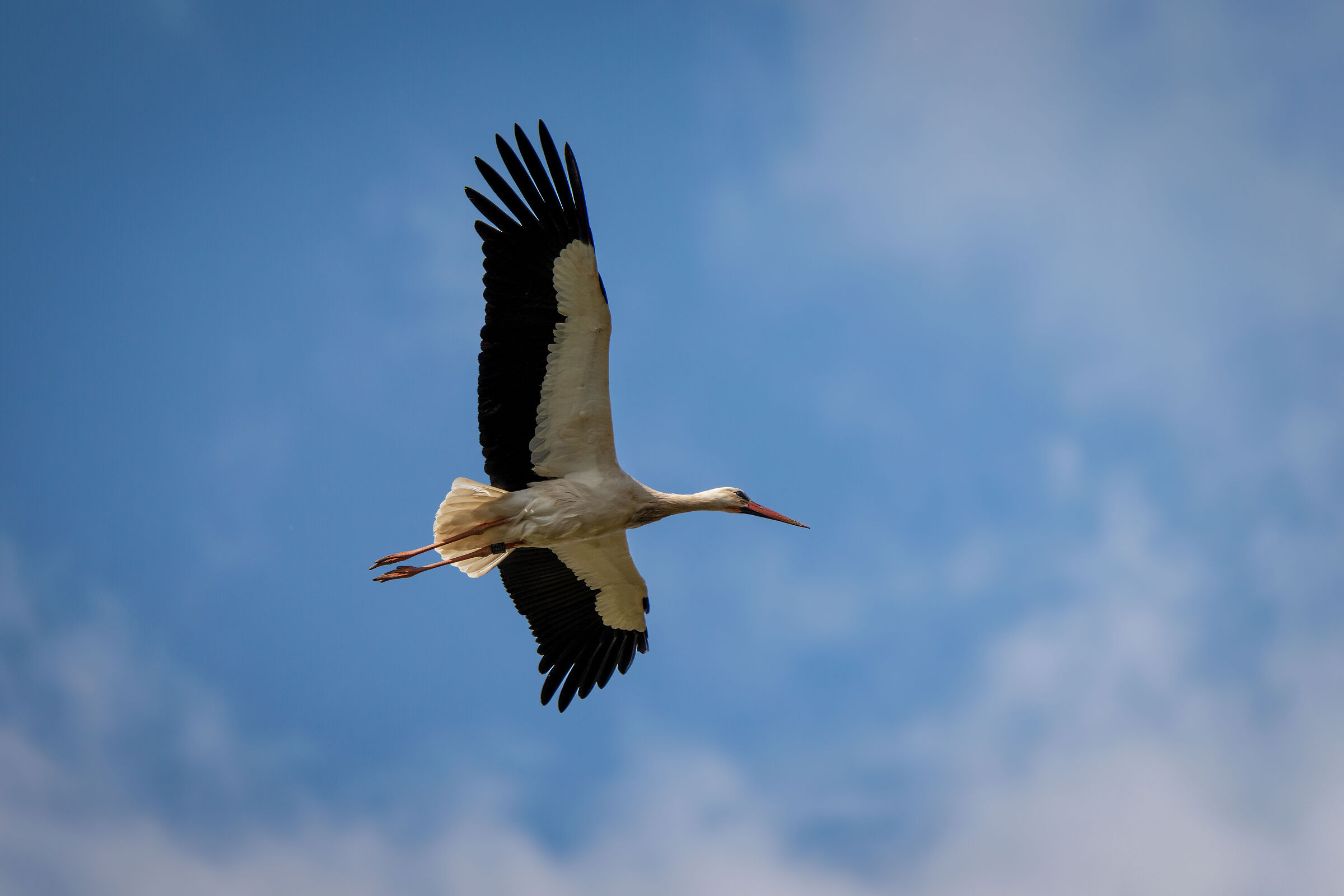 Cicogna in volo radente
