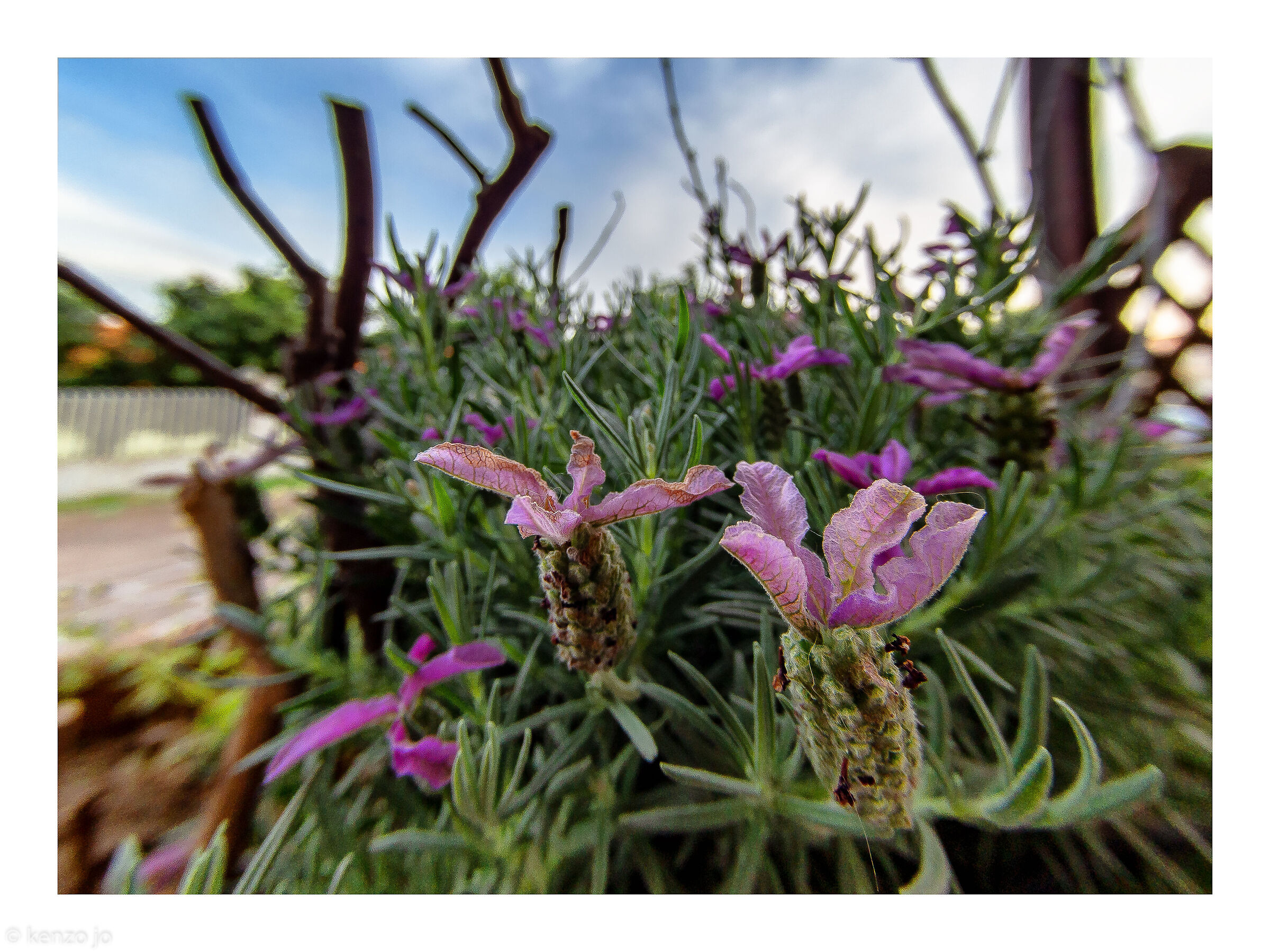 Lavanda al tramonto
