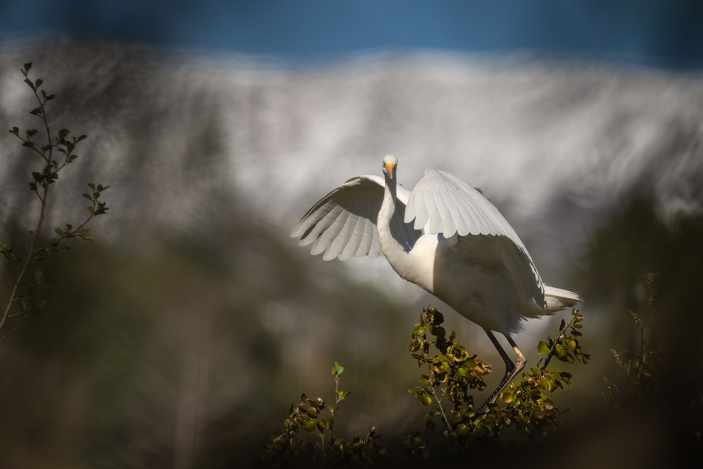Airone bianco tra gli alberi (Lago Pudro)
