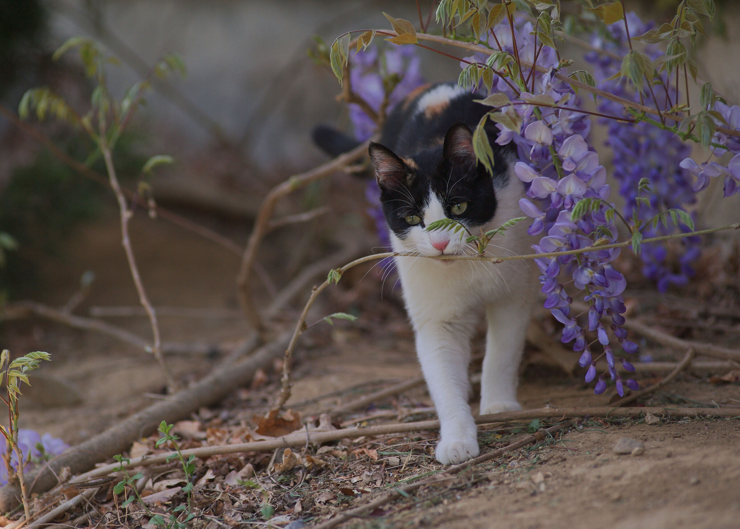 Mi è sembrato di vedere un gatto…
