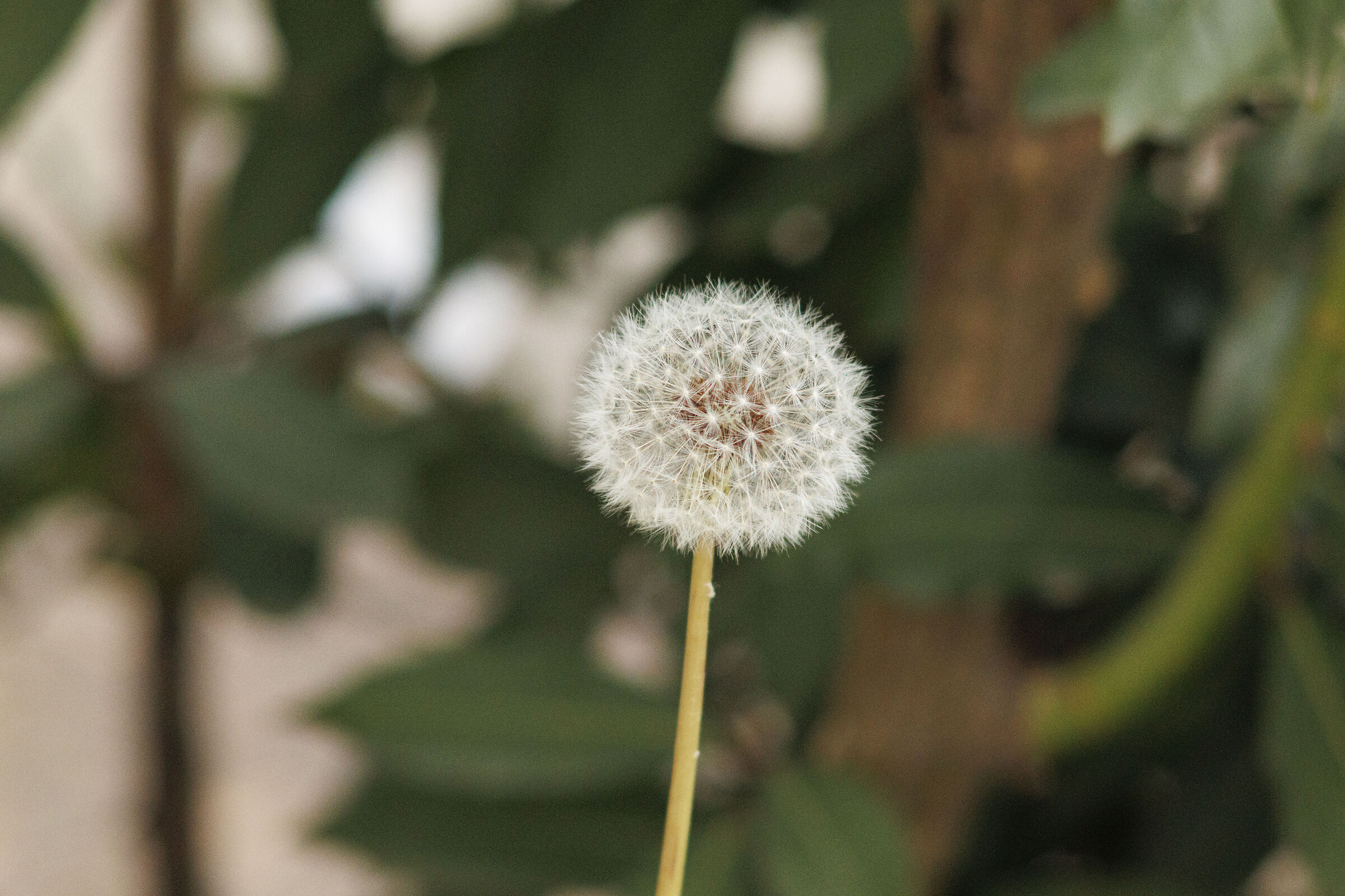 Soffione