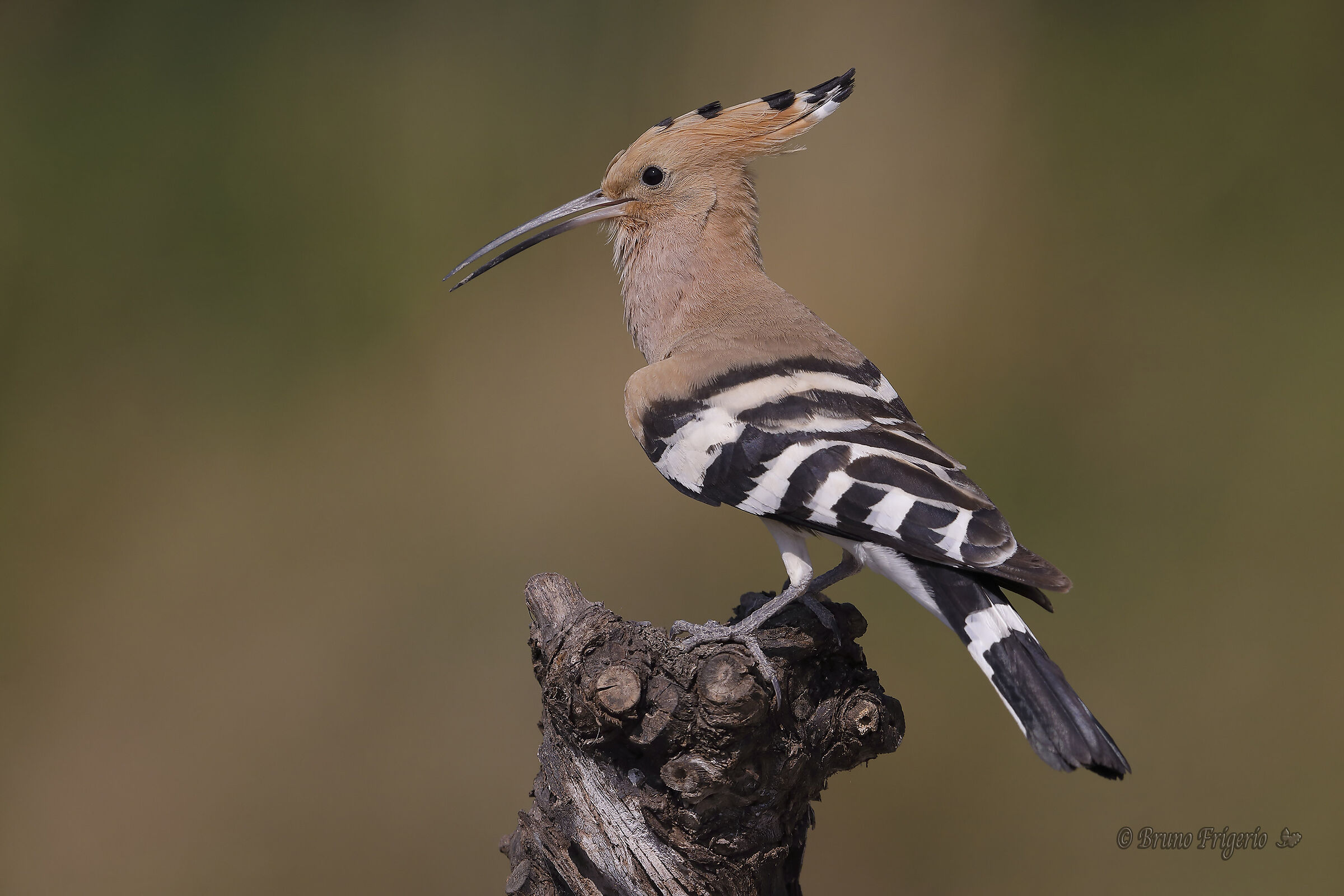 HOOPOE