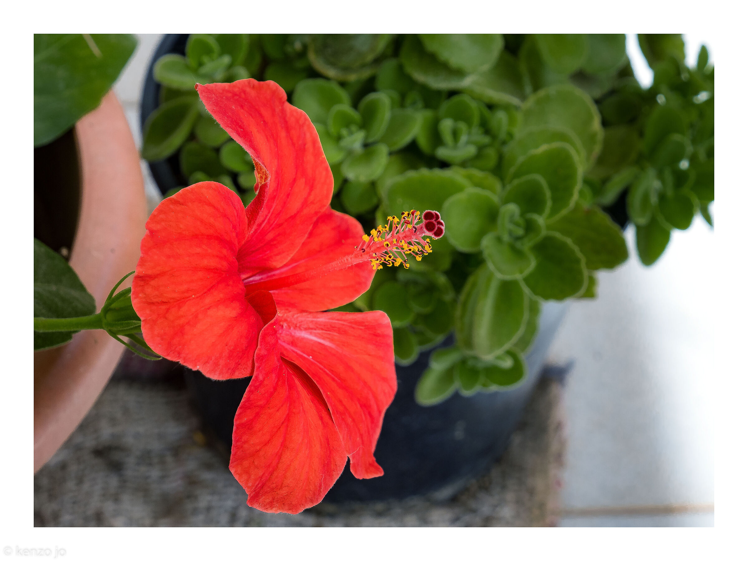 Hibiscus rosa-sinensis