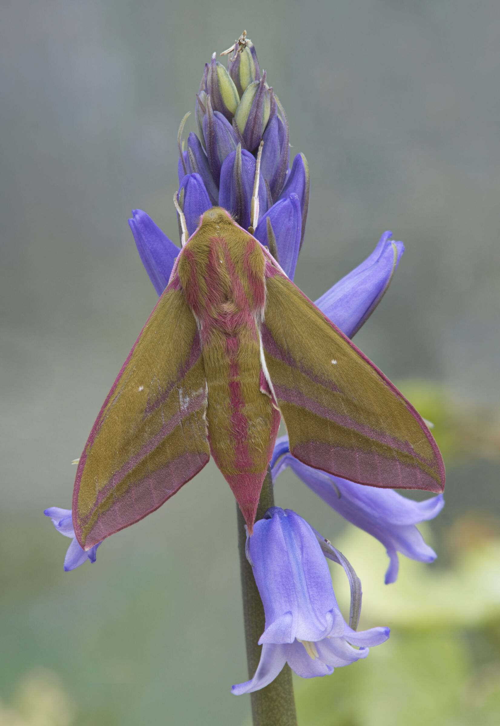 Piccolo elefante falena-falena