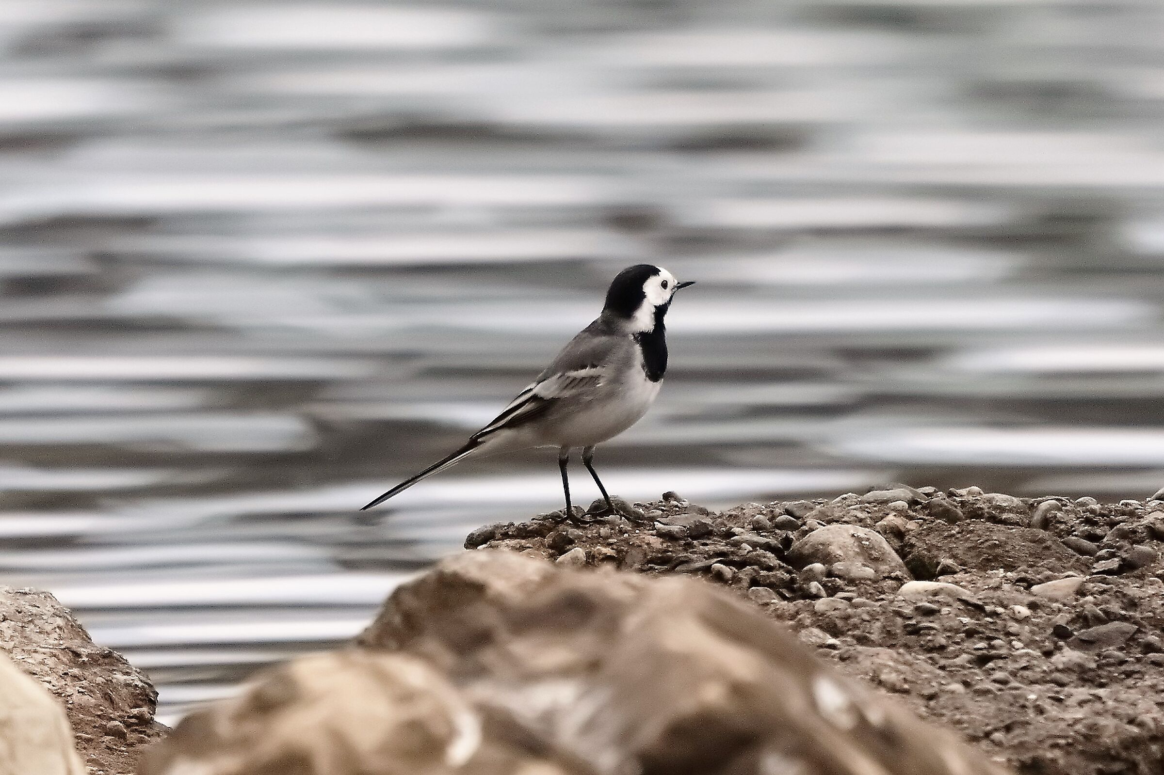 white ballerina 23-04-2022