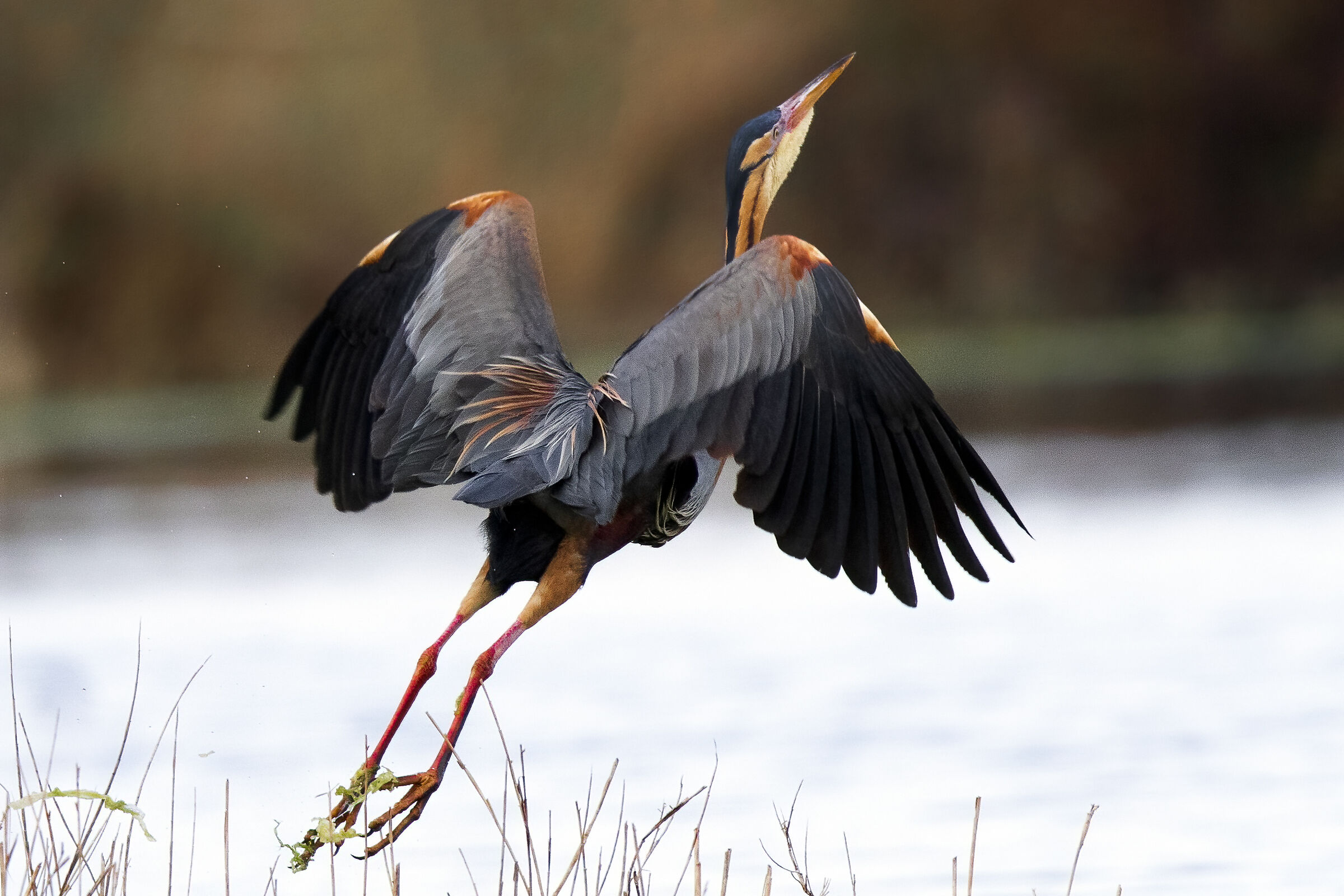 Airone rosso in decollo