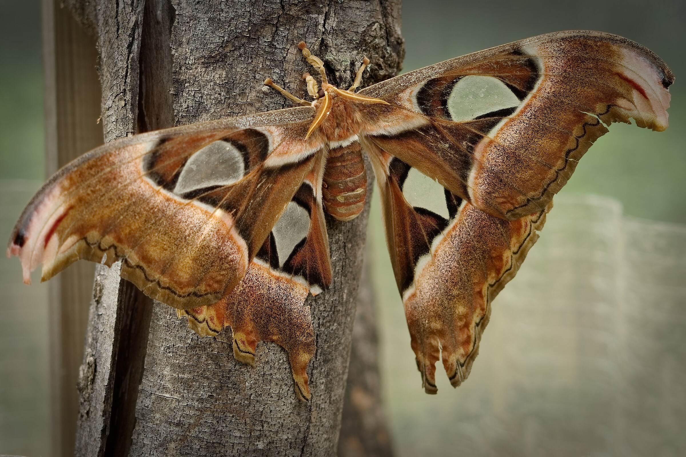 So giant but also so fragile