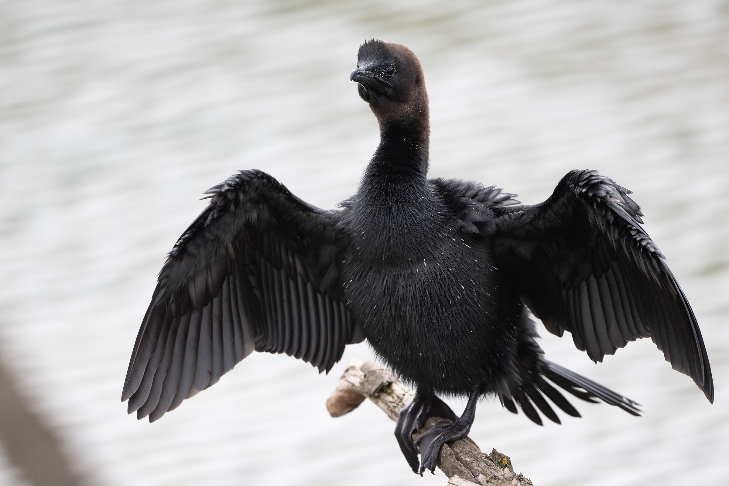 Marangone a pieno fotogramma