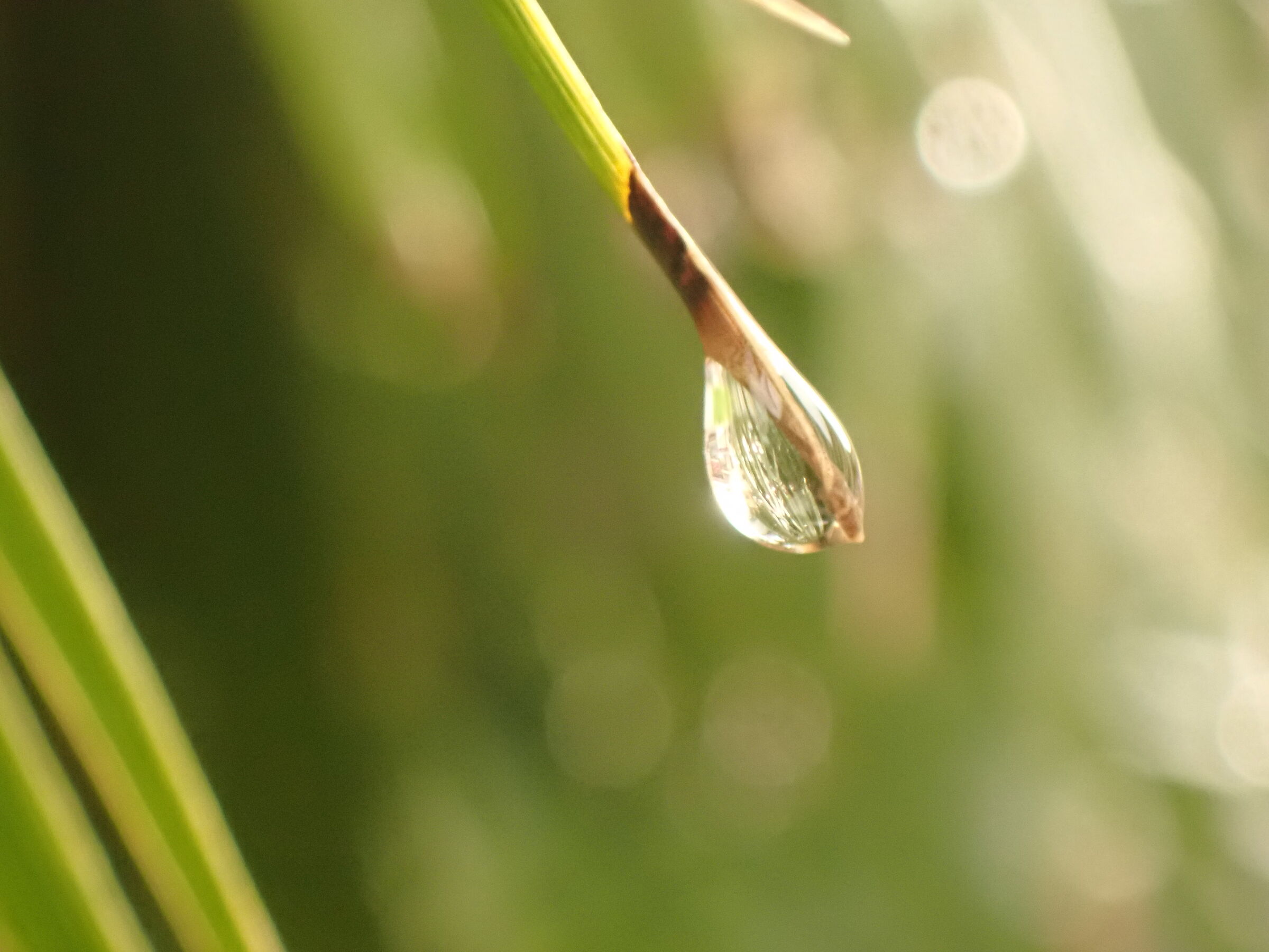 The palm tree after the rain