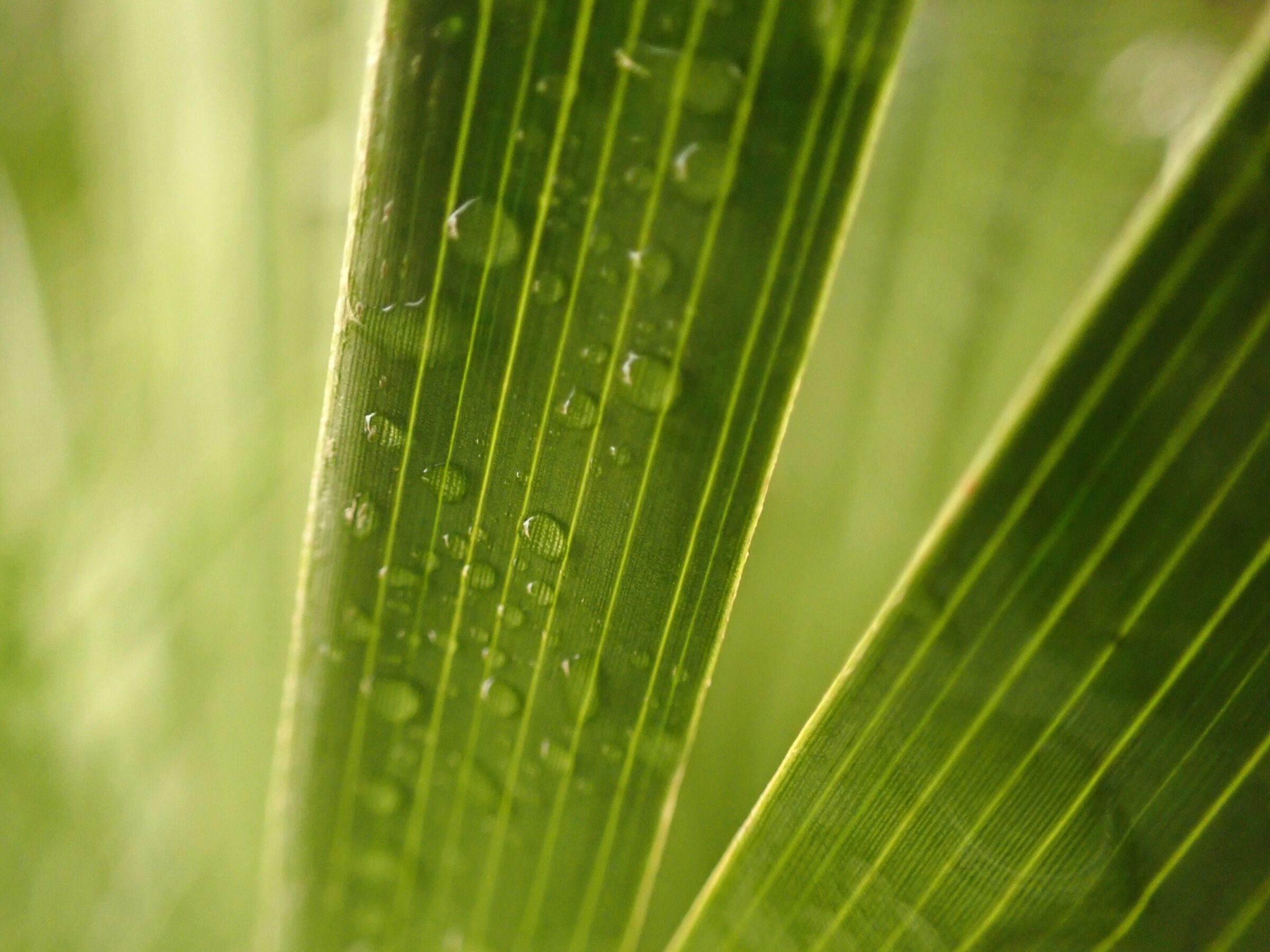 The leaves of the palm tree