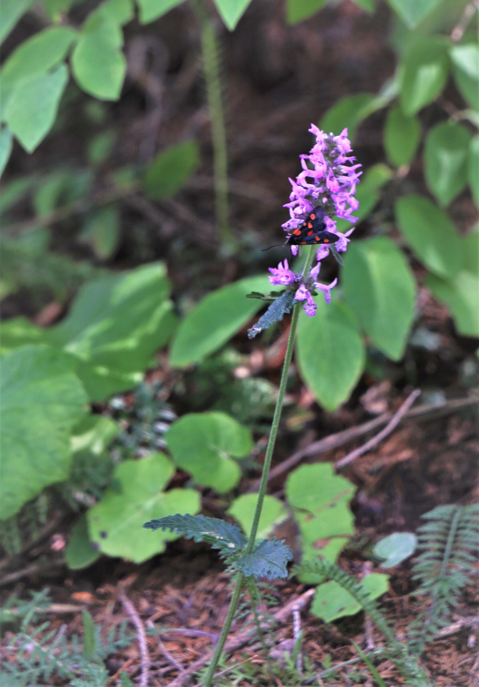 among the green leaves