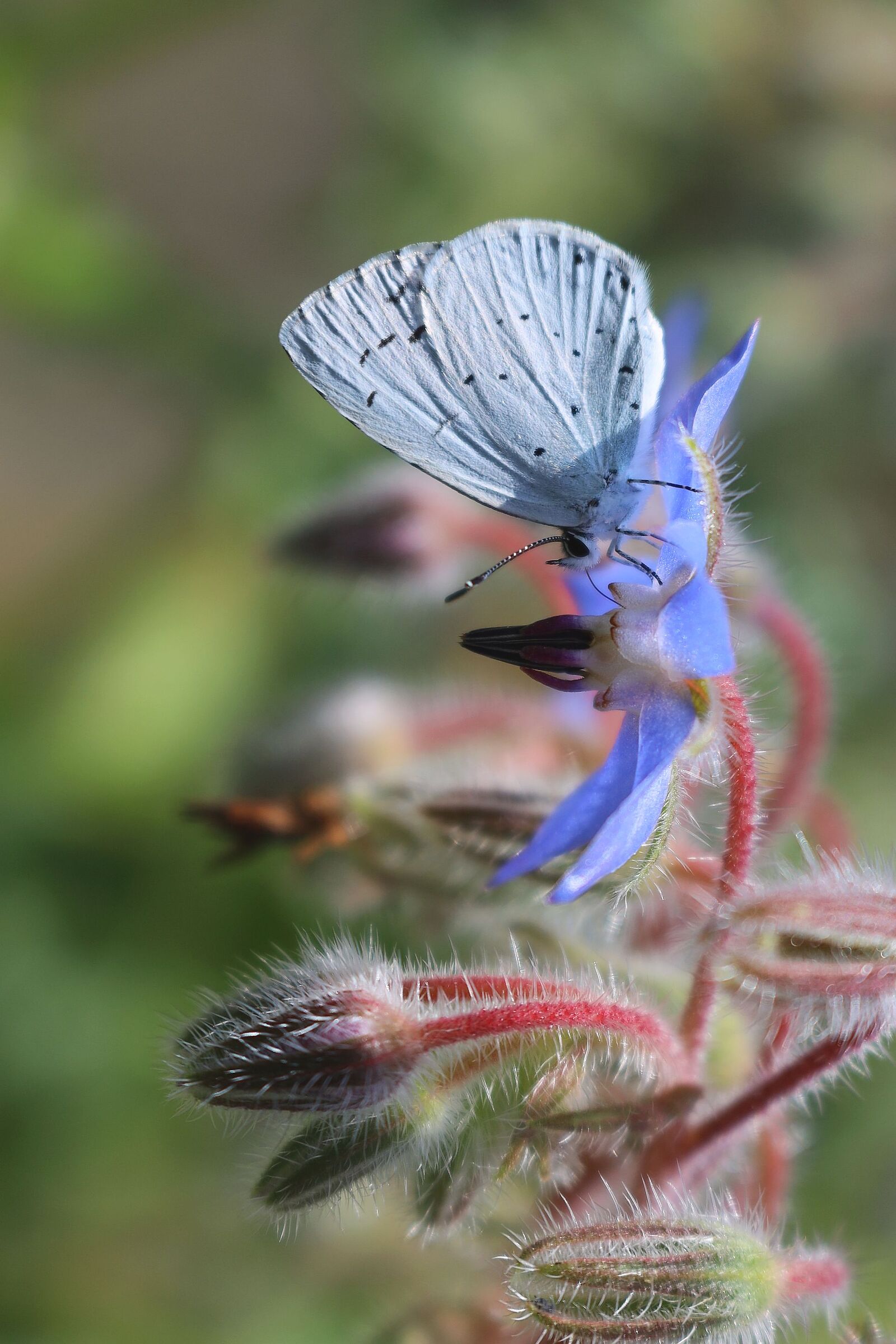 laid on the blue of the borage