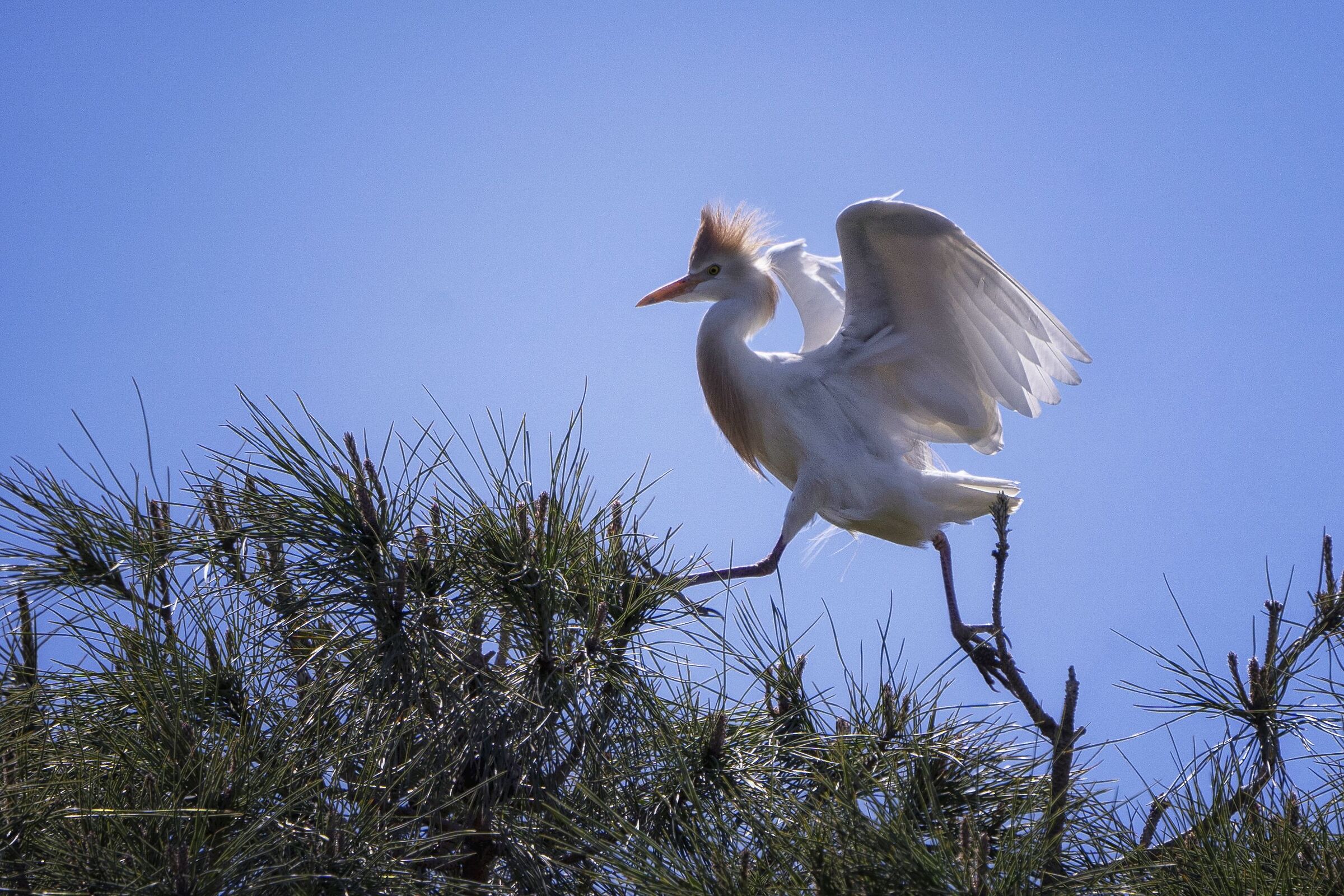 Cattle egret