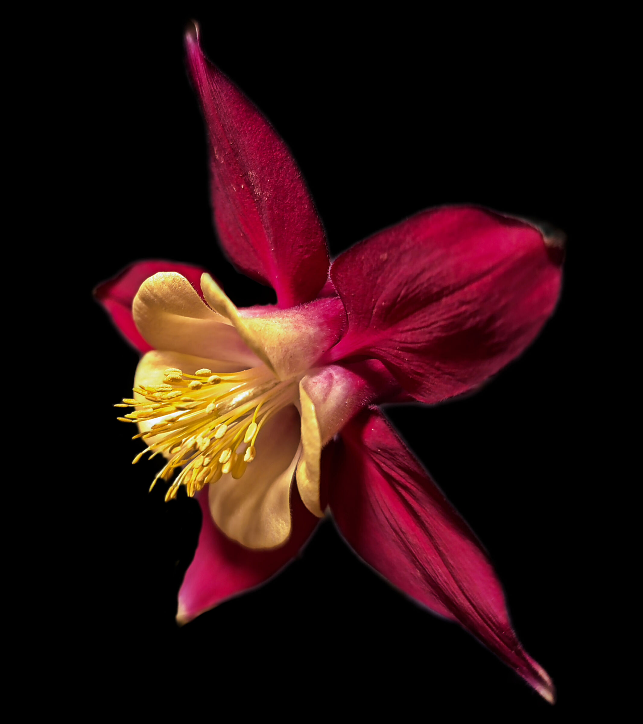 Aquilegia  giallo rossa