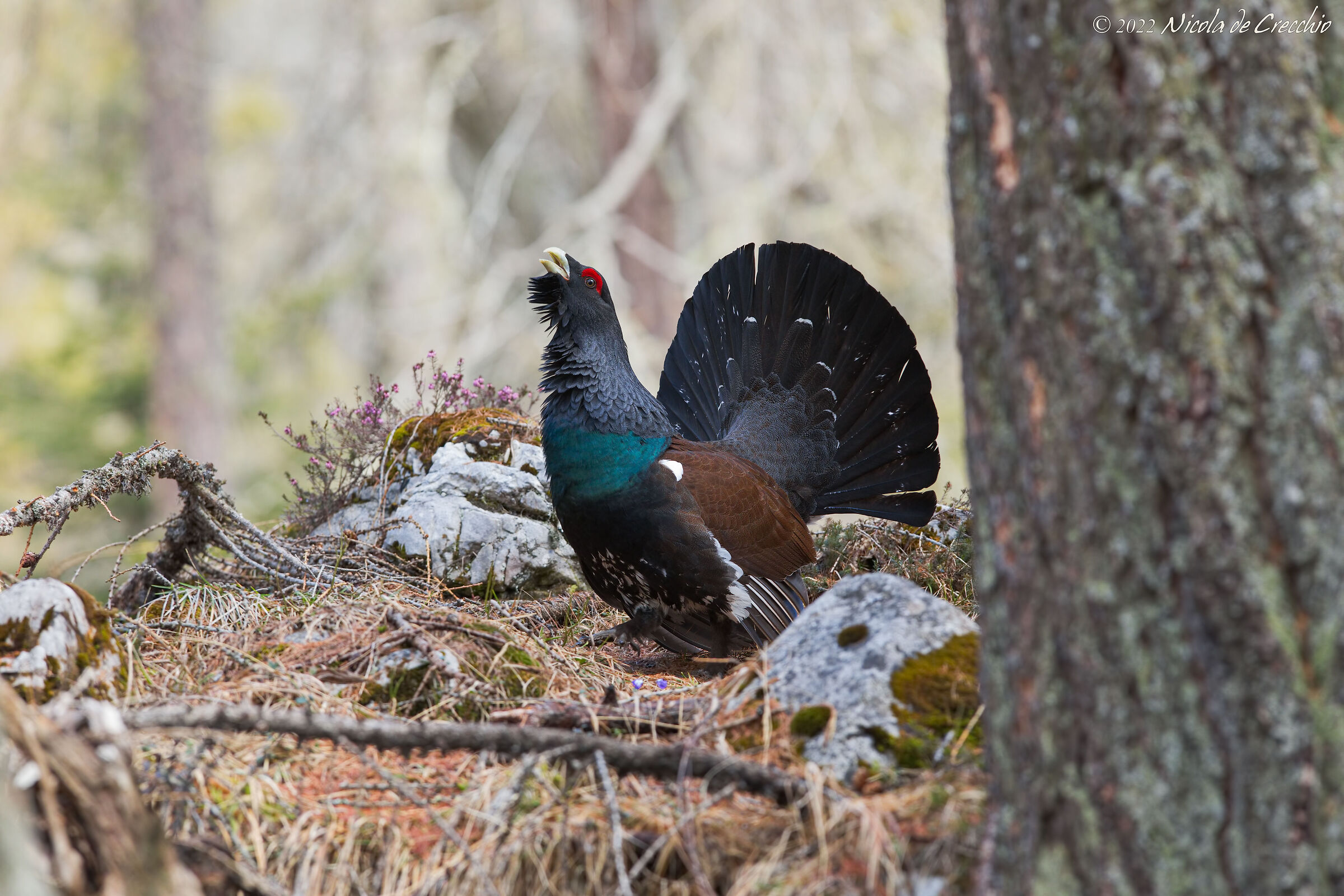 Sono il RE del bosco