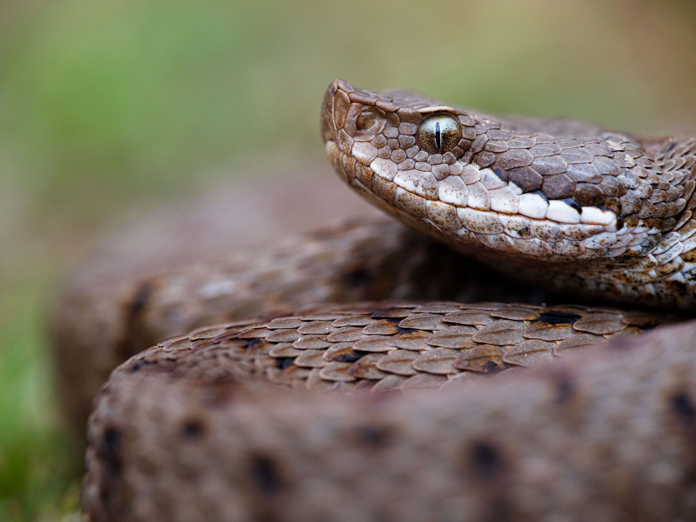 Vipera aspis francisciredi
