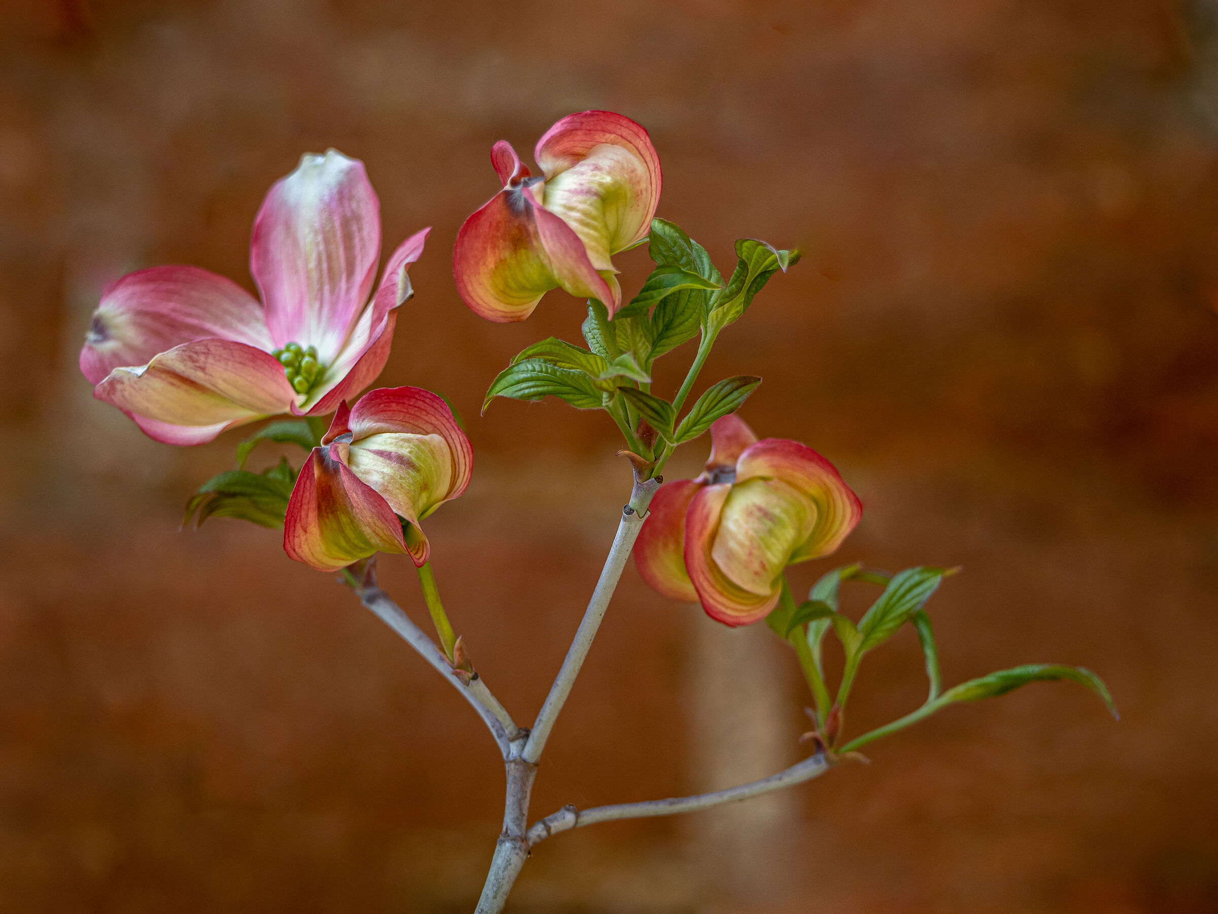 Primavera.....
