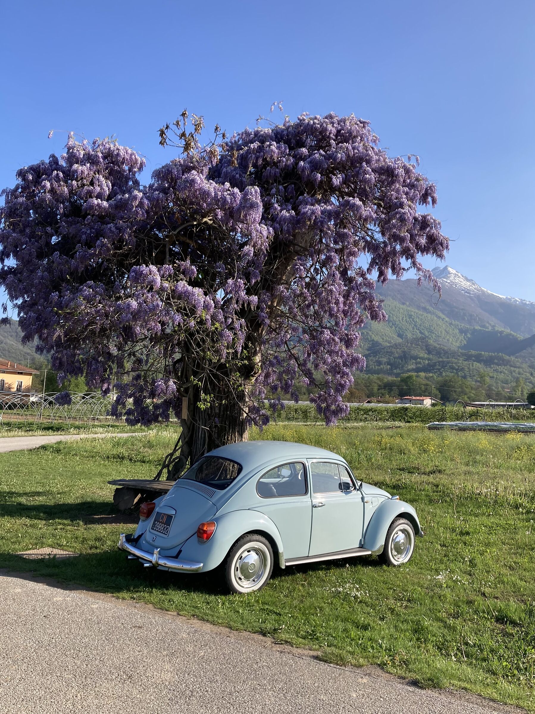 Il glicine sul castagno