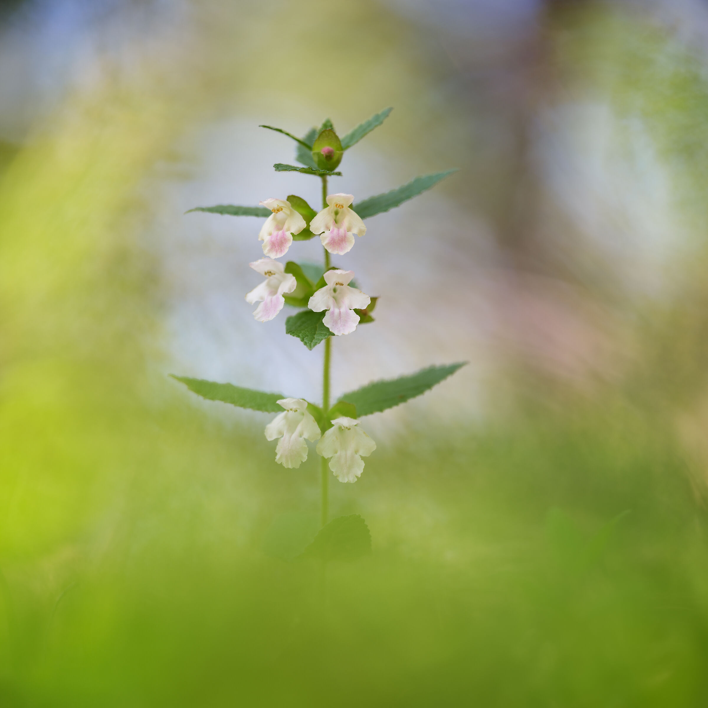 Mellitis melissophyllum