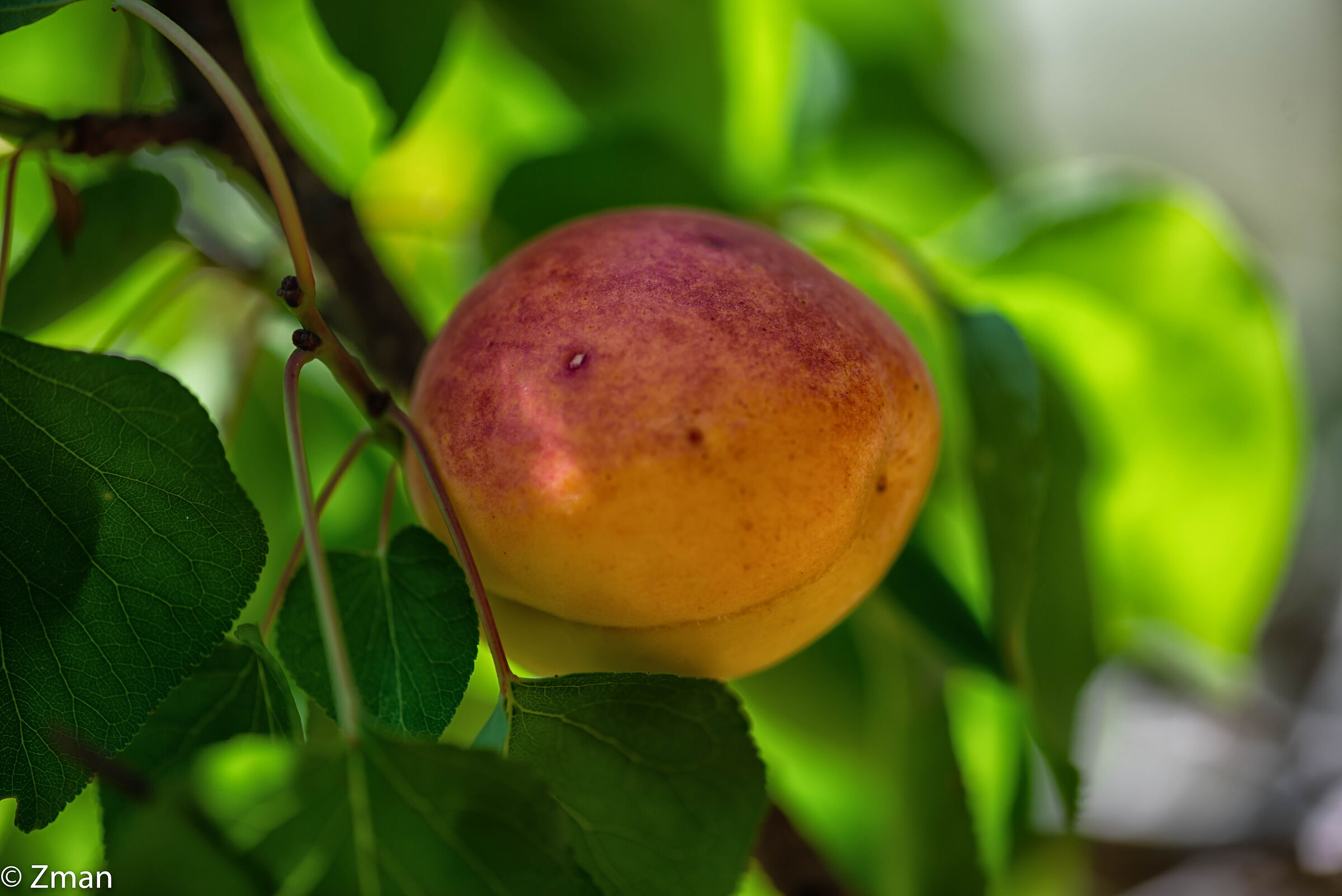 Apricot