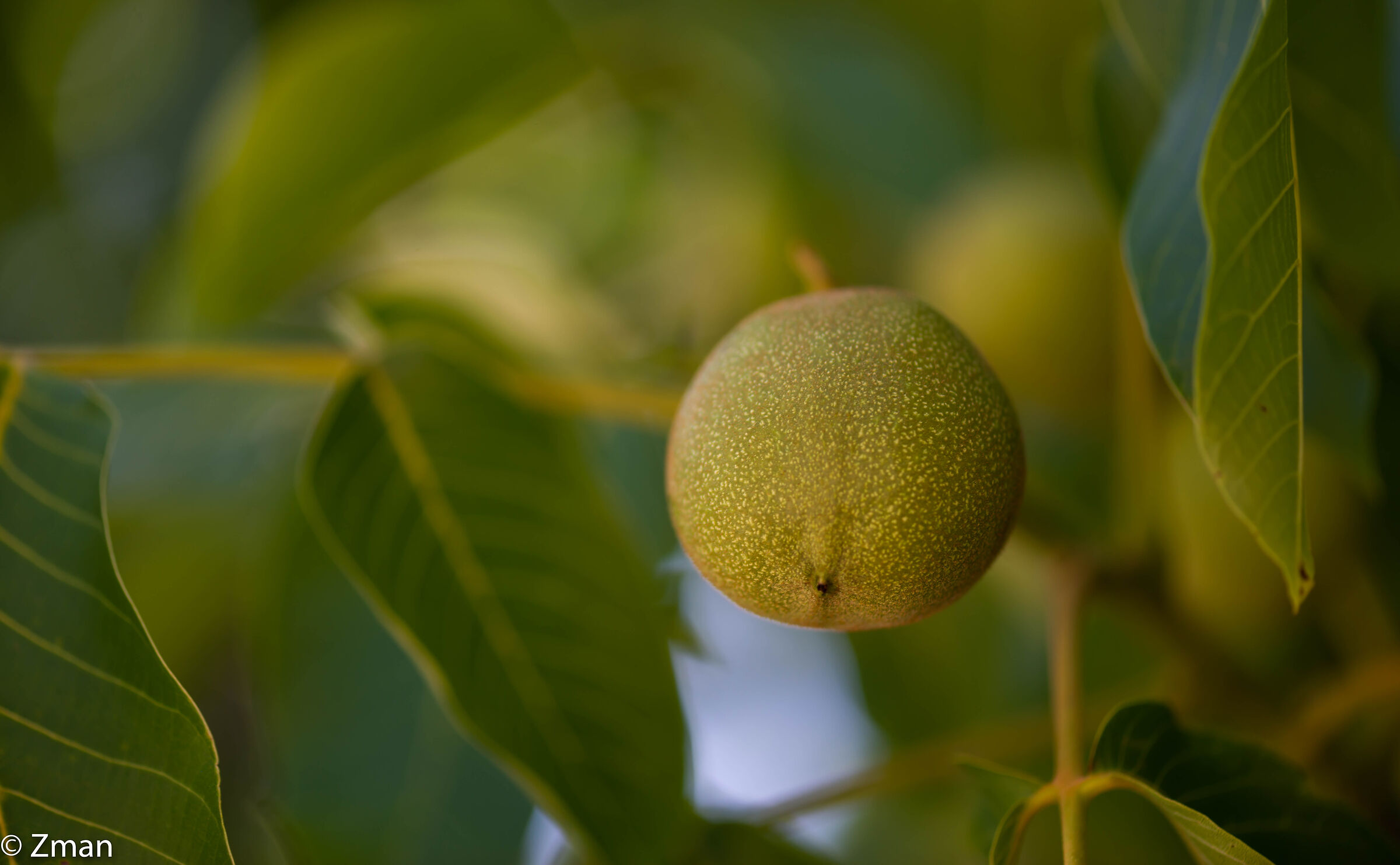 Walnuts
