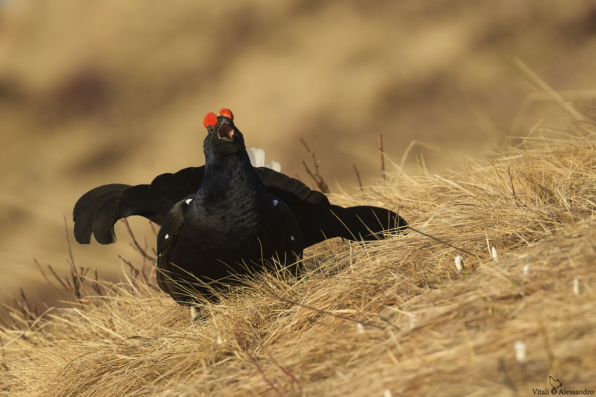 Black grouse