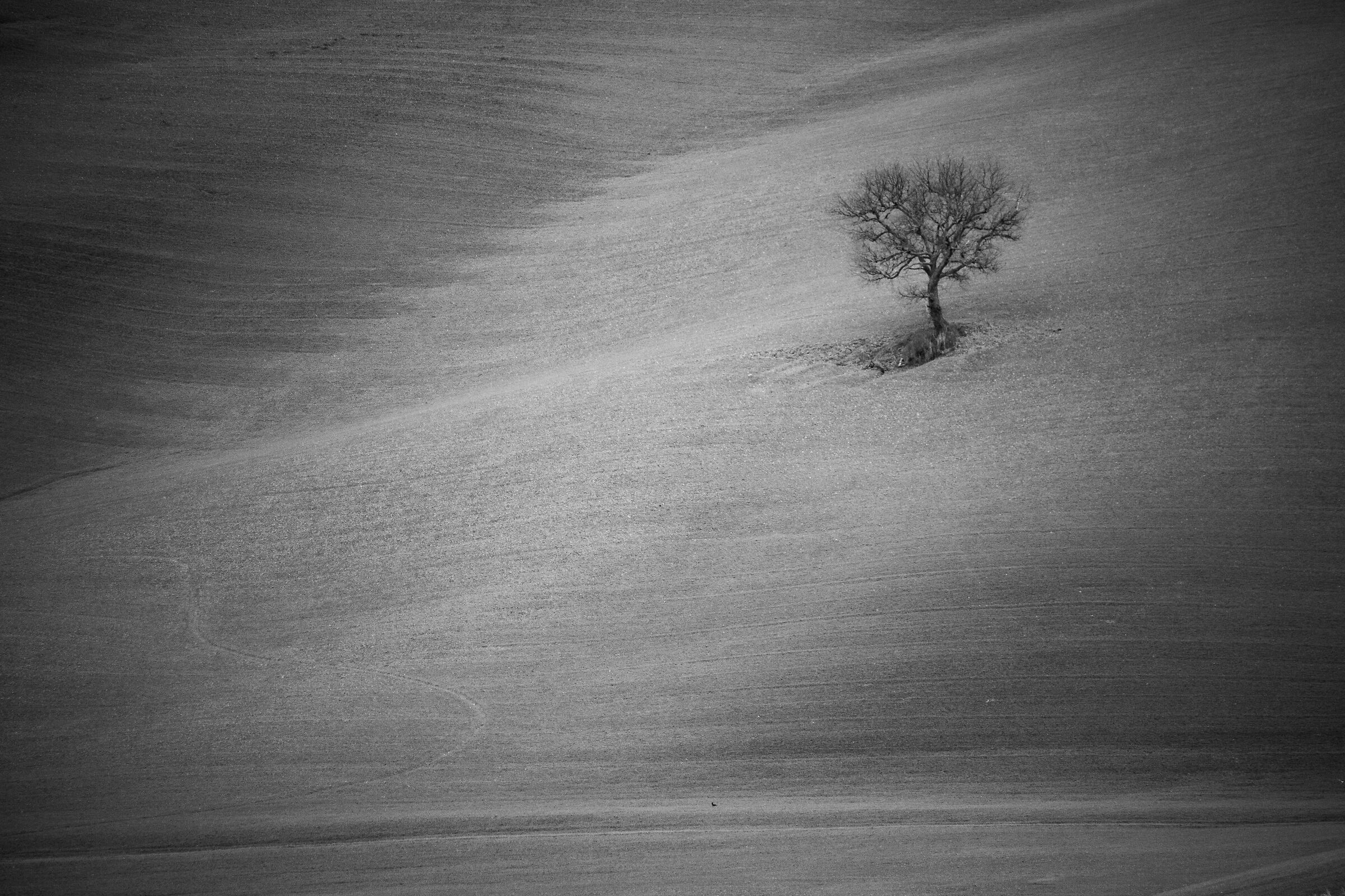 Trees VII