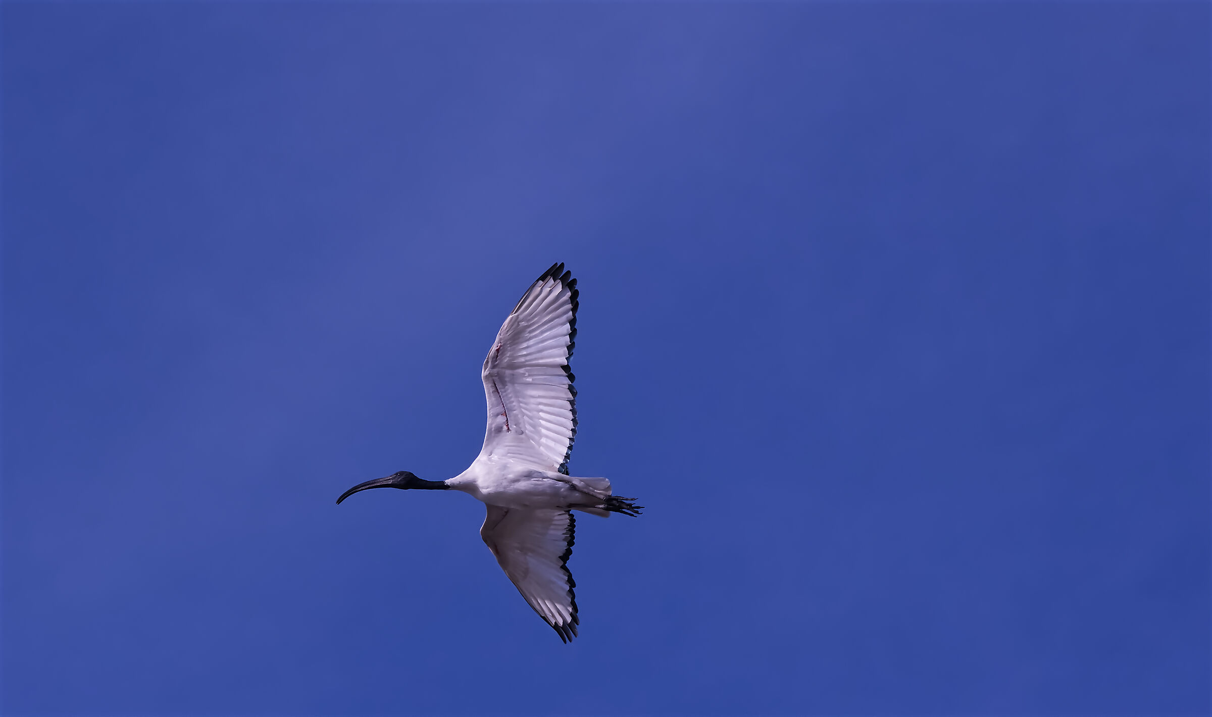 Ibis sacro