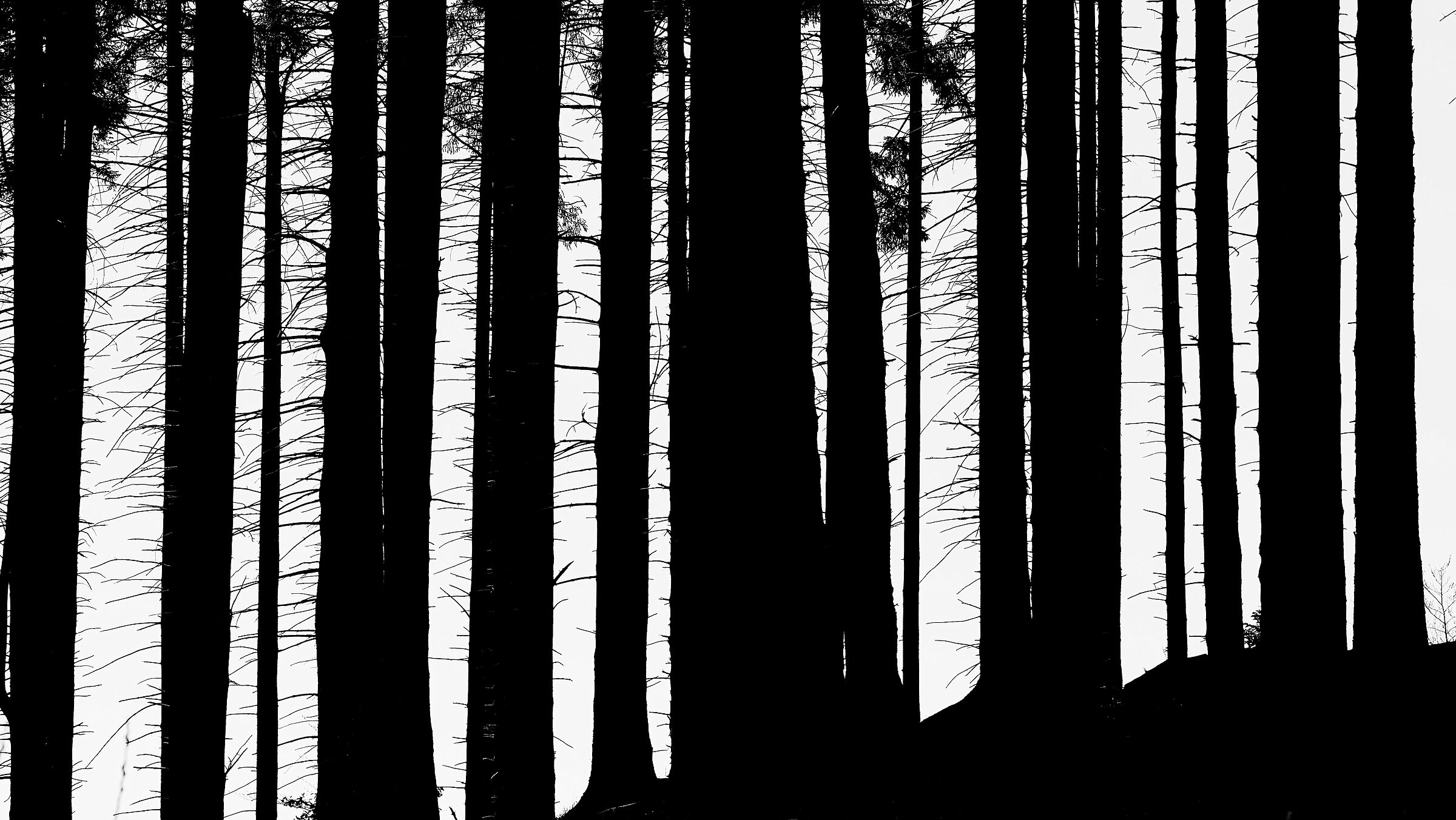 Profili forestali